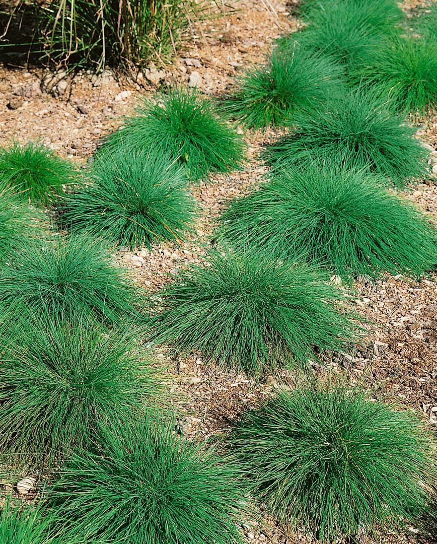 Pflanzen für Dich Gräser Festuca ovina, 1 St., Schaf-Schwingel, Schafschwingel, blaugrün, trockenheitsresistent