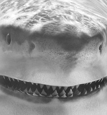 MyMaxxi Dekorationsfolie Türtapete Raubfisch Hai schwarz weiß Türbild Türaufkleber Folie