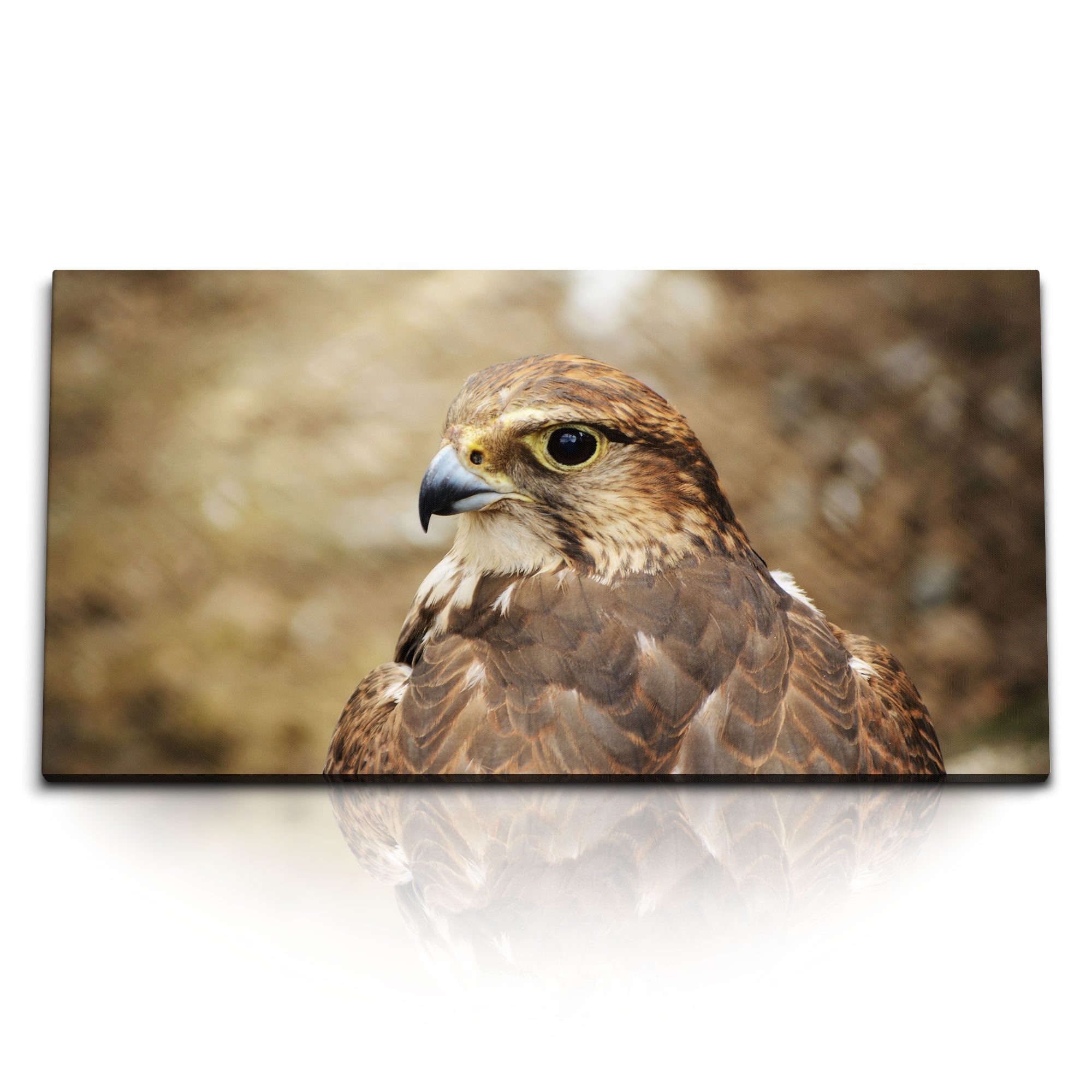 Leinwandbild Kunstdruck Bilder 120x60cm Falke Falkenjagd Vogel Tierfotografie Natur