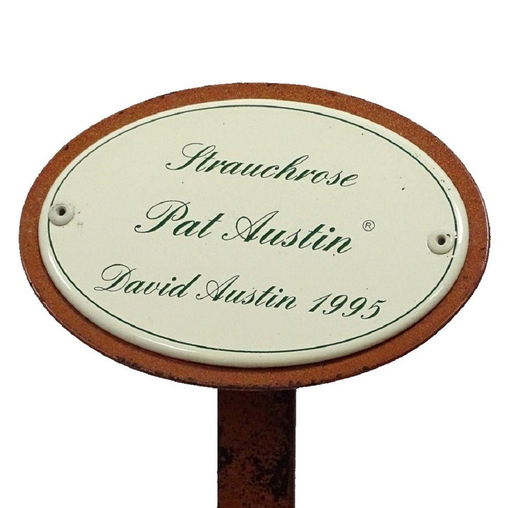 Austin, Srauchrose Austin 1995 Rosenstecker Rosenschild Pat Linoows Gartenstecker