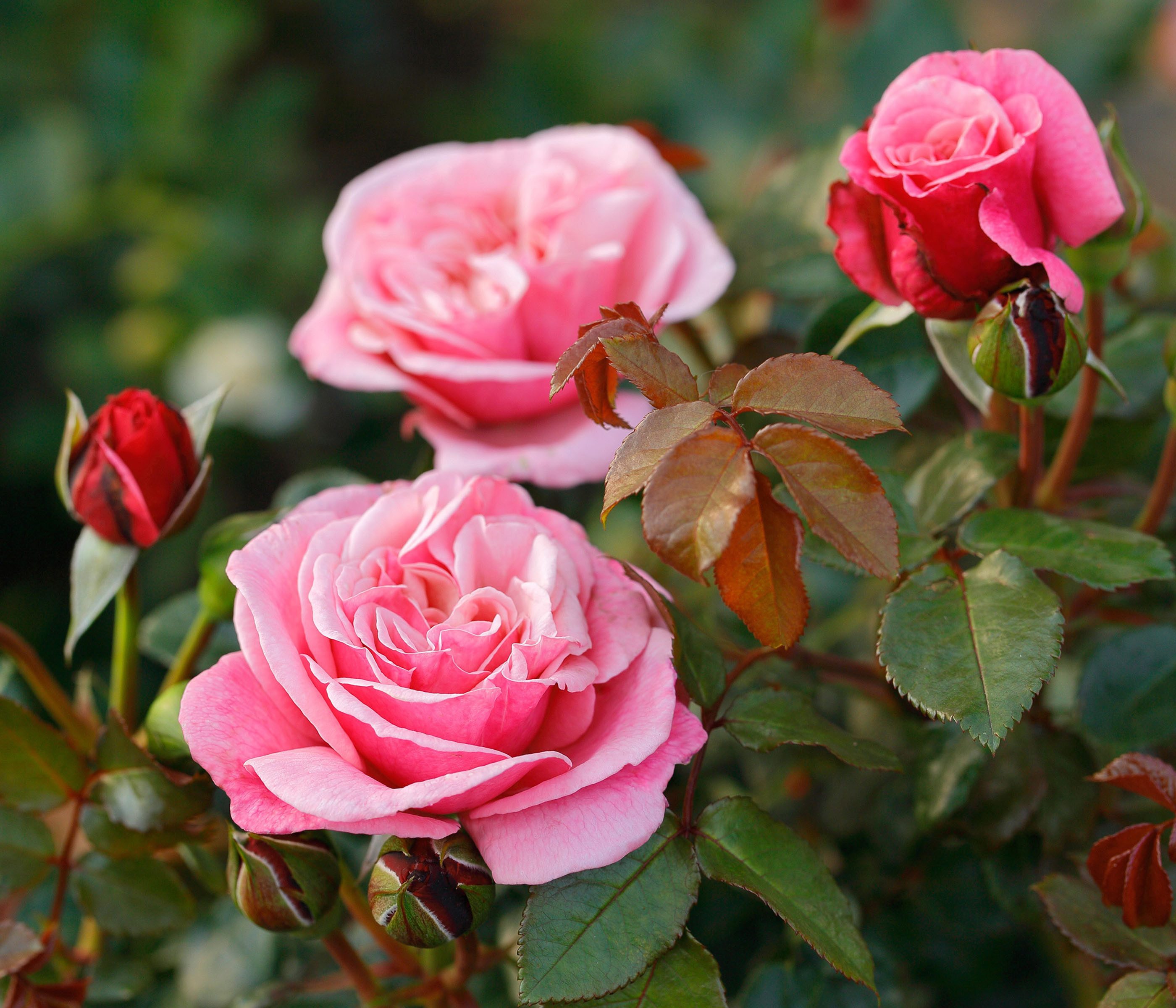 Dehner Rose Nostalgie® - Edelrose Wildberry®, 20-30 cm, rosa-pinke Blüten, gefüllt und duftend, 20-30 cm, Züchter Tantau