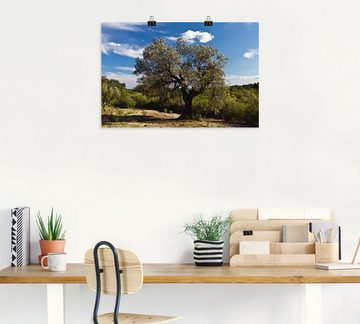 Artland Wandbild Olivenbaum in Südfrankreich, Bäume (1 St), als Alubild, Outdoorbild, Leinwandbild, Poster in verschied. Größen