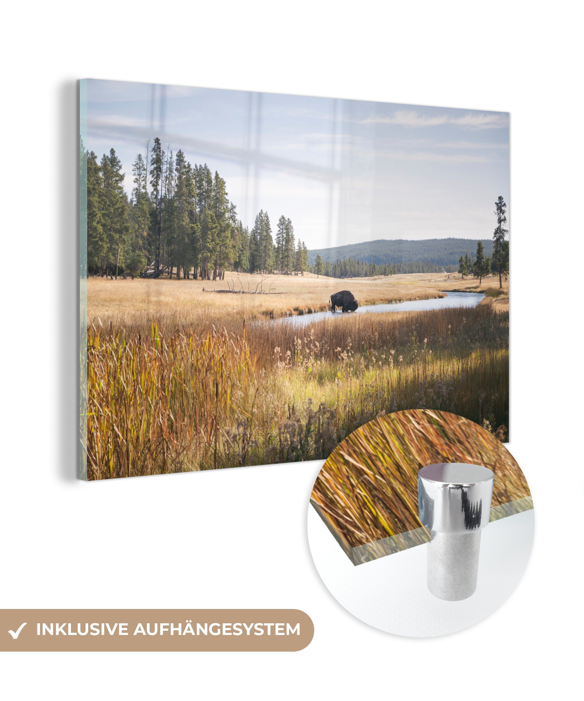 Wohnzimmer Schlafzimmer MuchoWow St), Acrylglasbilder - Wisent Wasser, (1 Acrylglasbild & - Yellowstone