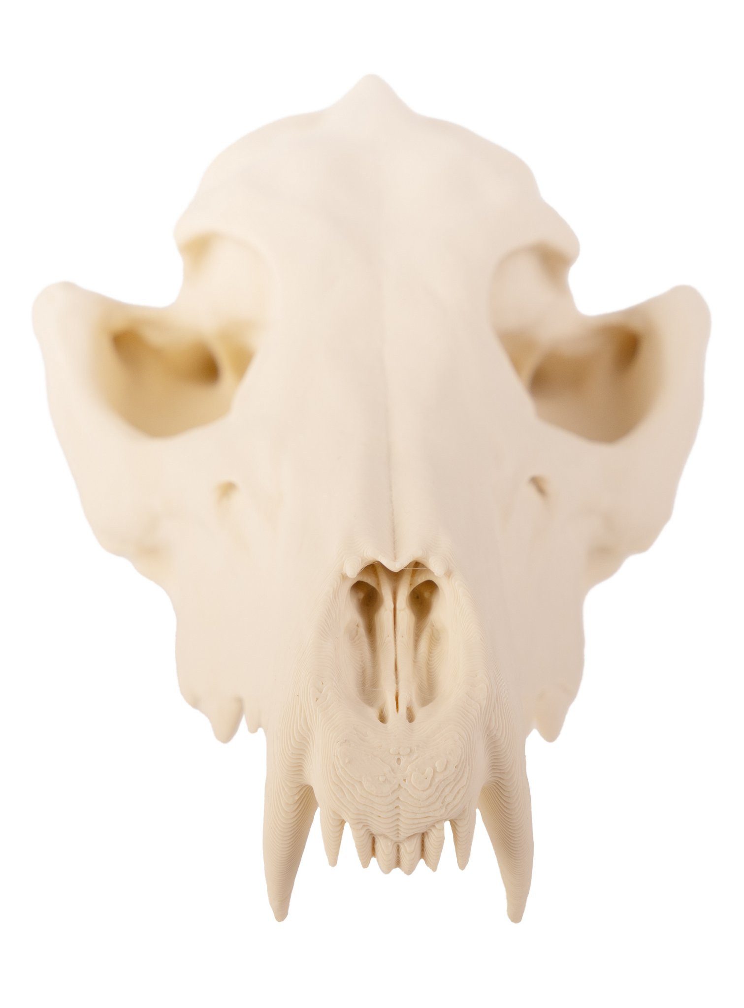 Andracor Dekoobjekt 3D-Druck Fuchsschädel - 16 cm - Halloween Skelett, Halloween Skelett