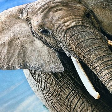 Kinderbettwäsche Elefant, ESPiCO, Renforcé, 2 teilig, Wildnis, Afrika, Safari