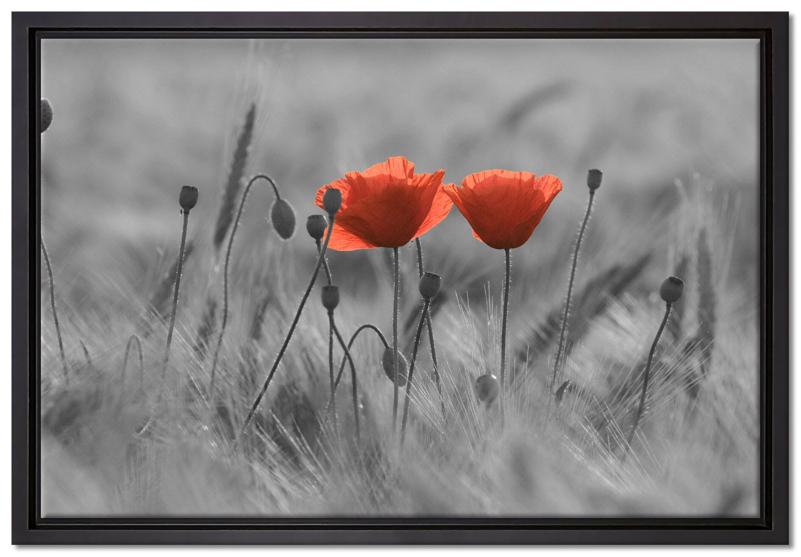 Pixxprint Leinwandbild Mohnblumen auf Wanddekoration einem Feld, inkl. bespannt, St), Leinwandbild (1 fertig einem Schattenfugen-Bilderrahmen Zackenaufhänger in gefasst