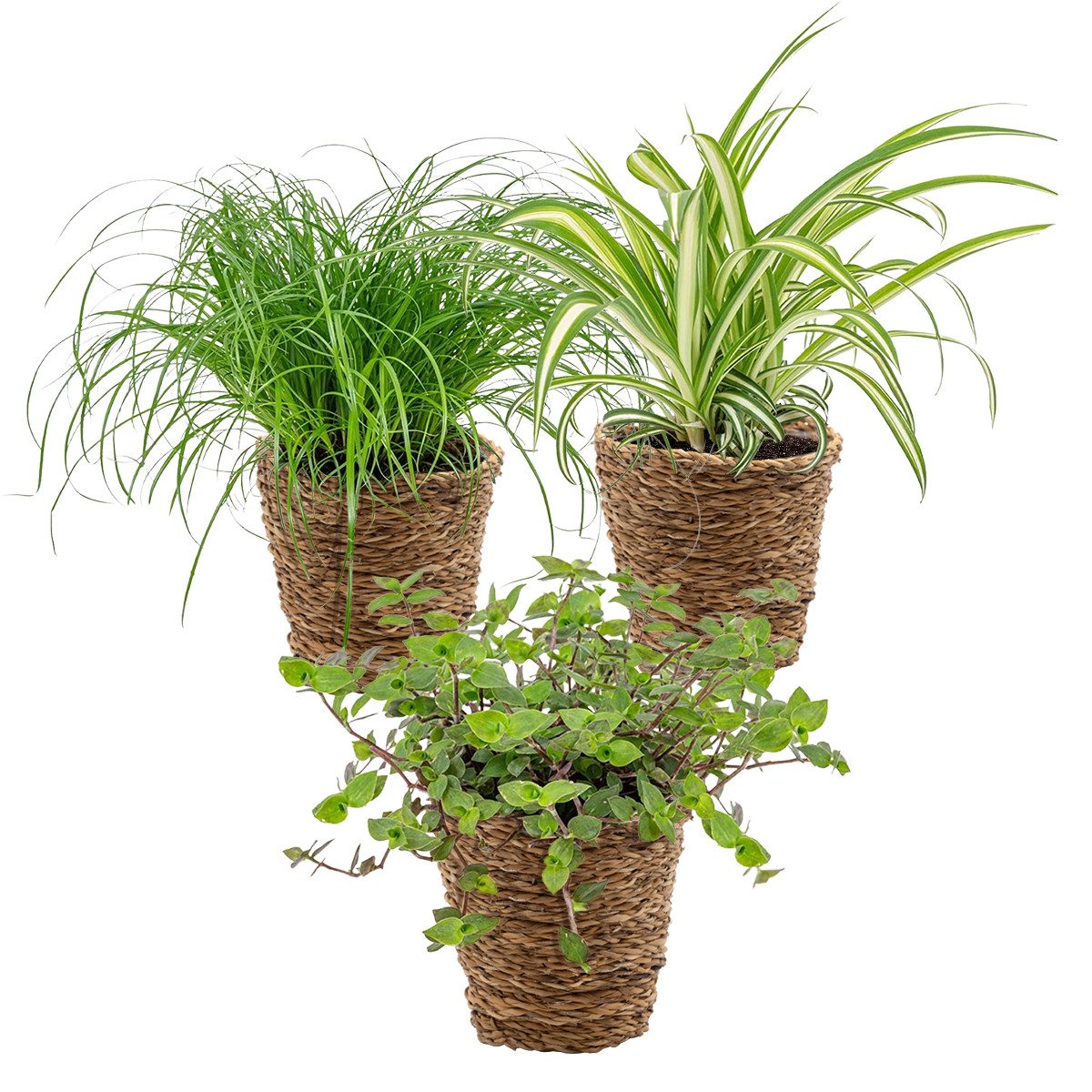 Bloomique Zimmerpflanze 3x Haustierfreundliche Mischung inkl. Korb aus Seegras - Haustierfreun, 3 St.