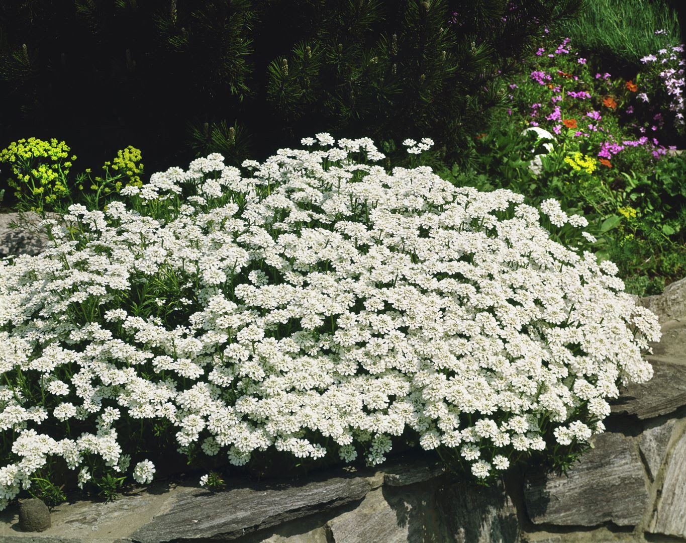 Pflanzen für Dich Staude Iberis semp. Findel, 1 St., Schleifenblume, Immergrüne Schleifenblume