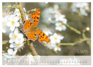 CALVENDO Wandkalender Schmetterlings-Glück (Premium, hochwertiger DIN A2 Wandkalender 2023, Kunstdruck in Hochglanz)