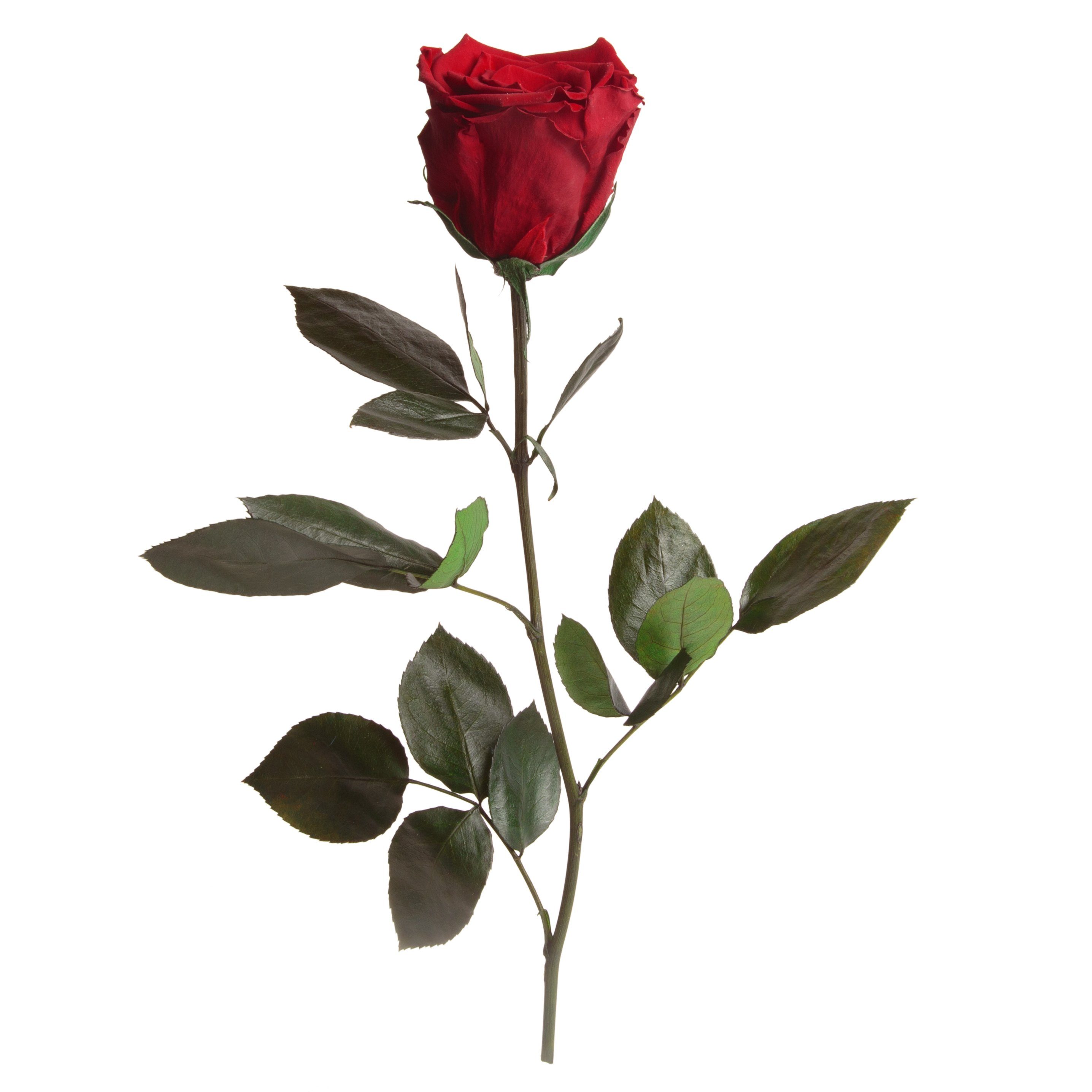 Kunstblume Ewige Rose konserviert mit Stiel echte haltbare Blume Rose, ROSE günstig online kaufen