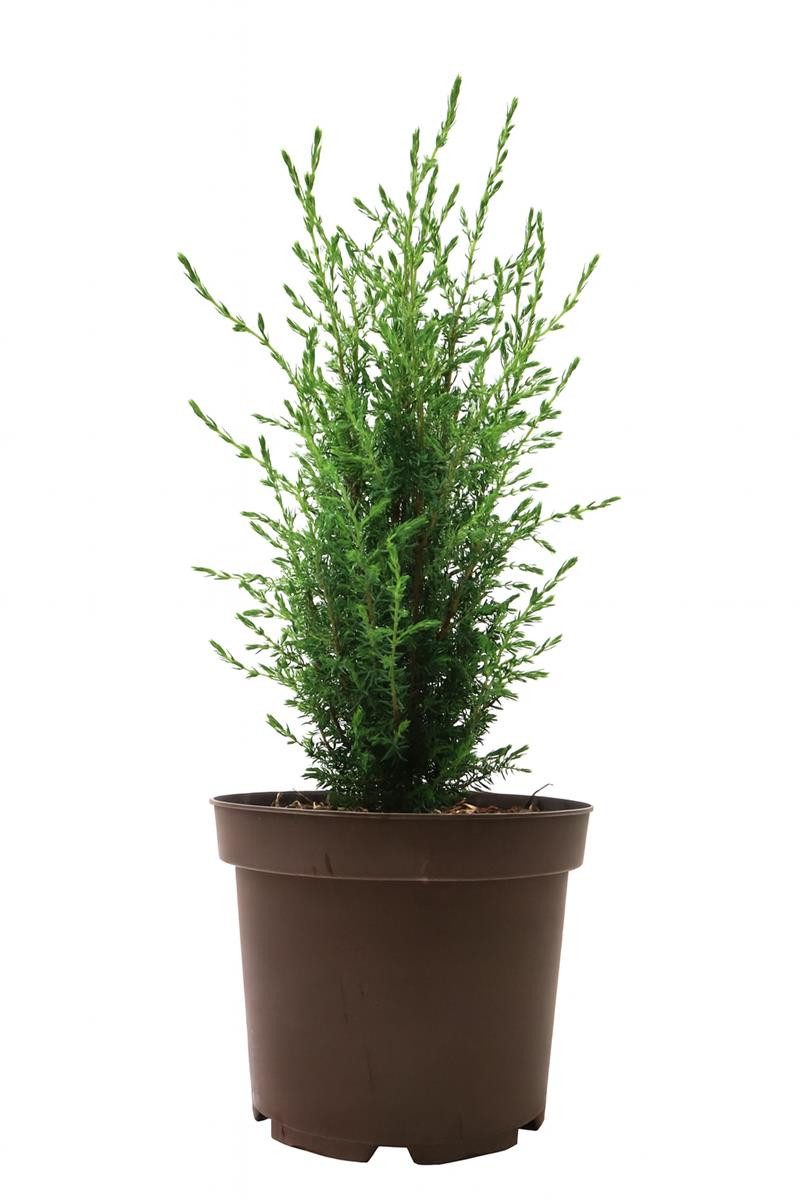 Pflanzen für Dich Konifere Juniperus communis Arnold, 1 St., Gemeiner Wacholder, Wacholder, säulenförmig, immergrün