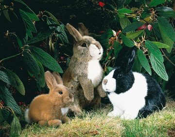 Kösen Kuscheltier Hase Lauscher 35 cm stehend (Stoffhase Plüschhase Kaninchen, Plüschtiere Hasen Stofftiere, Baby Kinder Spielzeug Häschen)