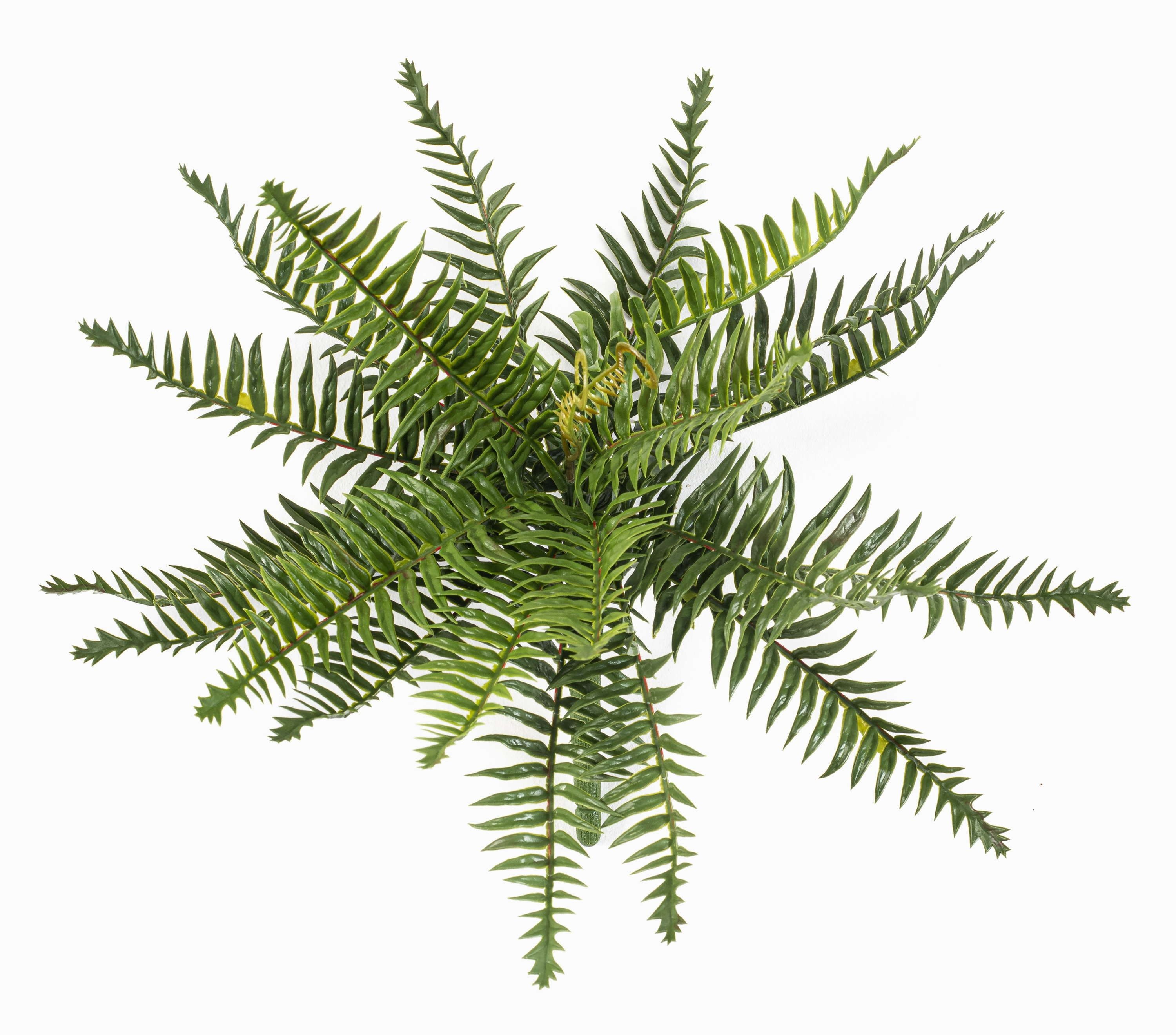 Künstliche Zimmerpflanze Künstlicher Schwertfarn BAKSER auf Steckstab, crossdoor, grün, 35cm Farn (Schwertfarn), artplants, Höhe 35.0 cm