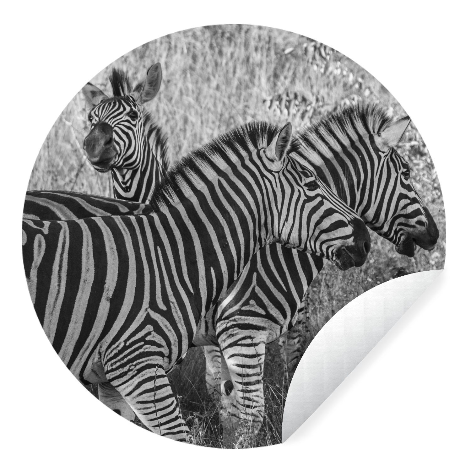 MuchoWow Wandsticker Drei grasende Zebras (1 St), Tapetenkreis für Kinderzimmer, Tapetenaufkleber, Rund, Wohnzimmer
