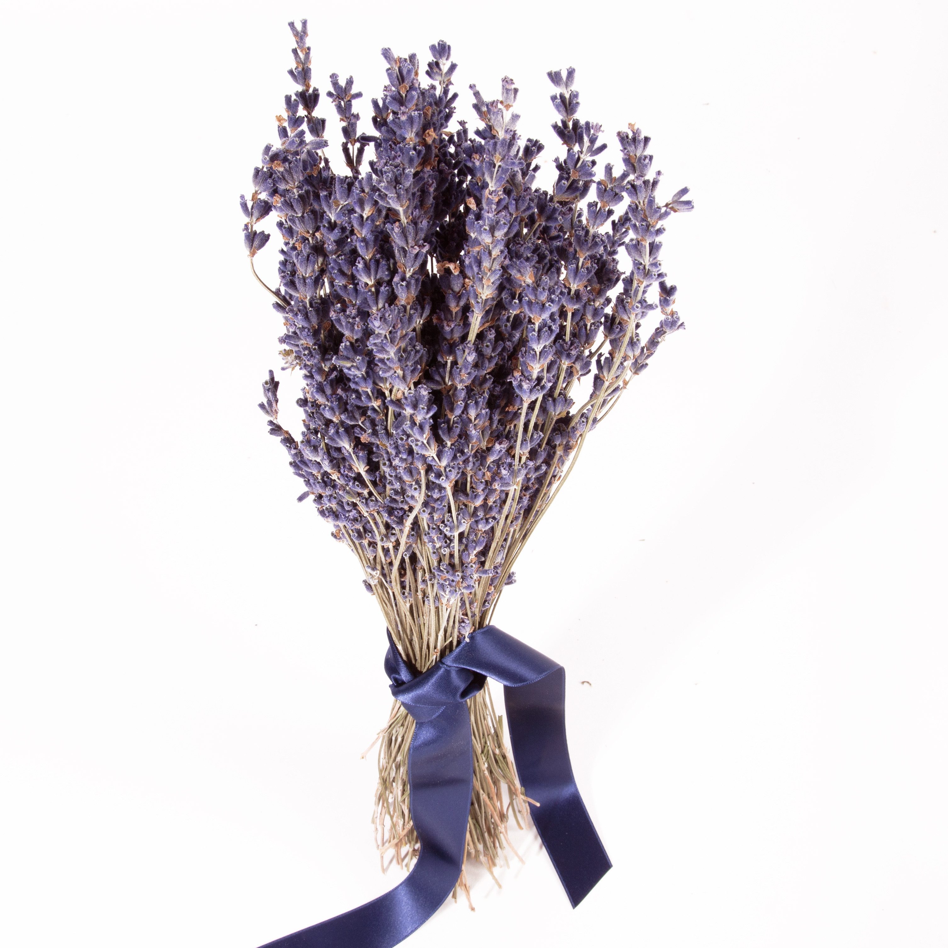 Trockenblume Echter Lavendel getrocknet Lavendelstrauß Deko Lavendelbund Ernte 2025 Lavendel, ROSEMARIE SCHULZ Heidelberg, Höhe 35 cm, französischer Lavendel aus der Provence auch für Lavendelsäckchen