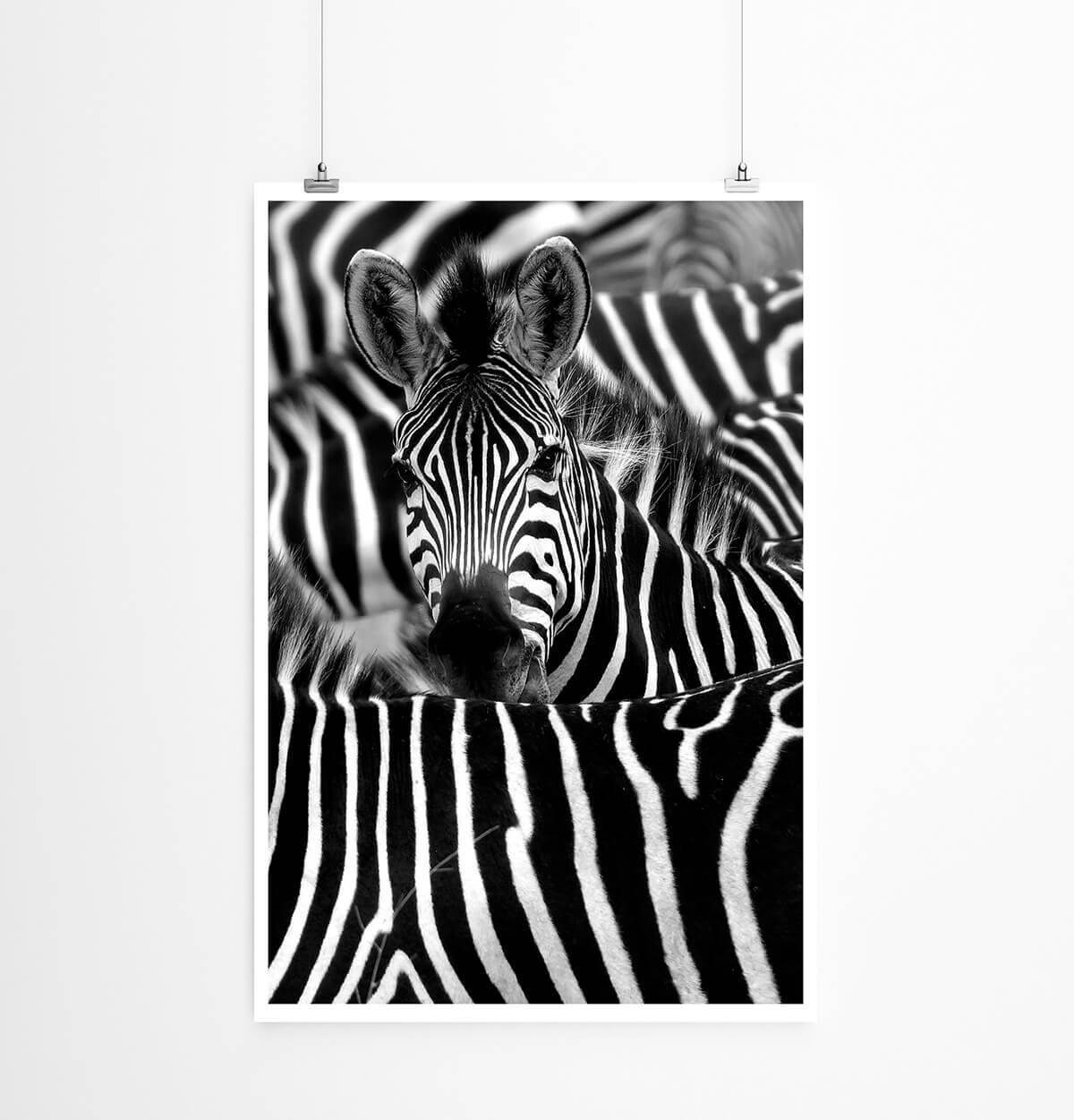 Sinus Art Poster Tierfotografie 60x90cm Poster Zebra in seiner Herde