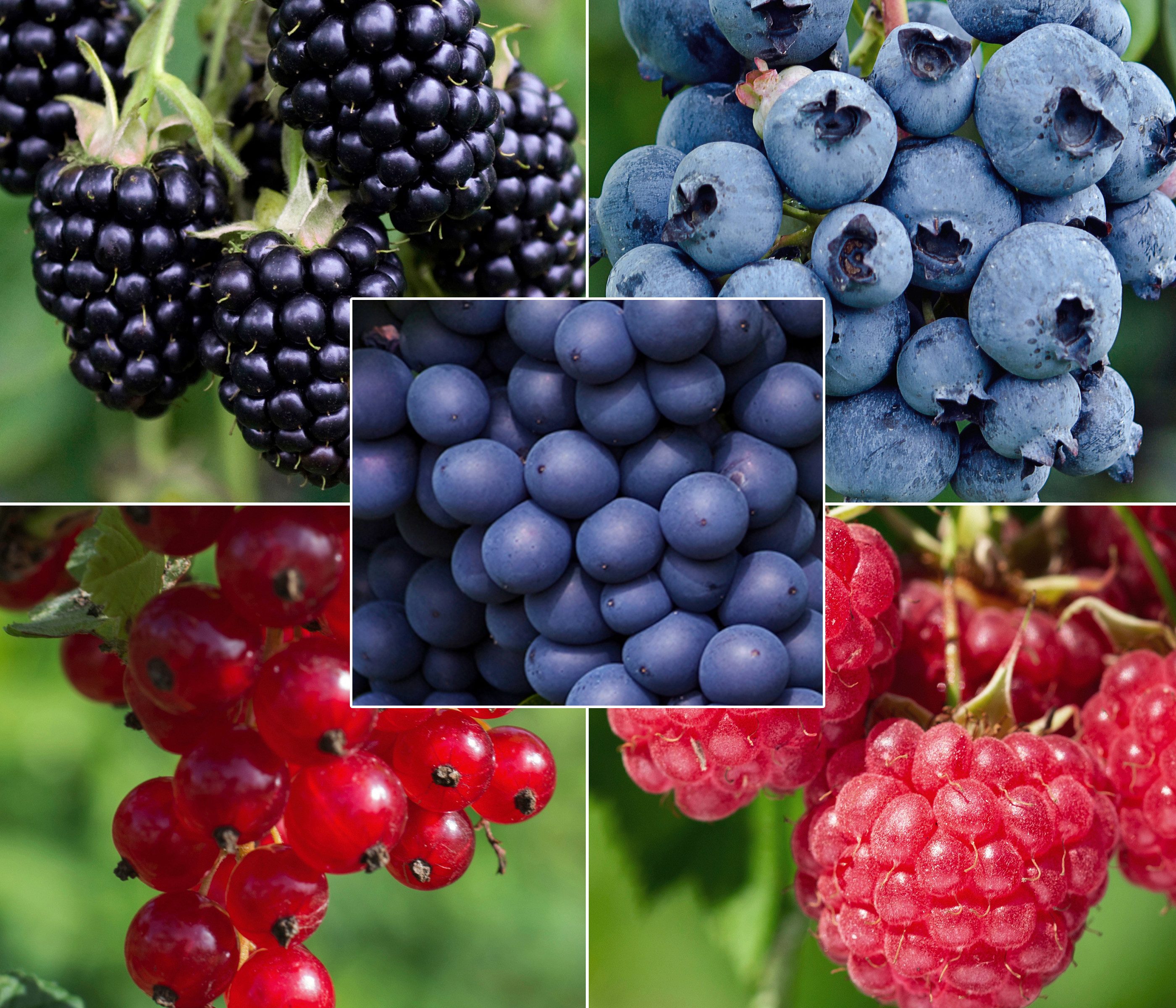 Dehner Obstpflanze Bio Pflanzenset Bunter Obstgarten, 5 Pflanzen, 40-50 cm, Ø Topf 13 cm, je 1 x Brombeere, Heidelbeere, Himbeere, Rote Johannisbeere, Traube