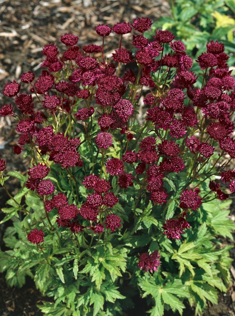 Pflanzen für Dich Staude Astrantia major Ruby Cloud, 1 St., Große Sterndolde