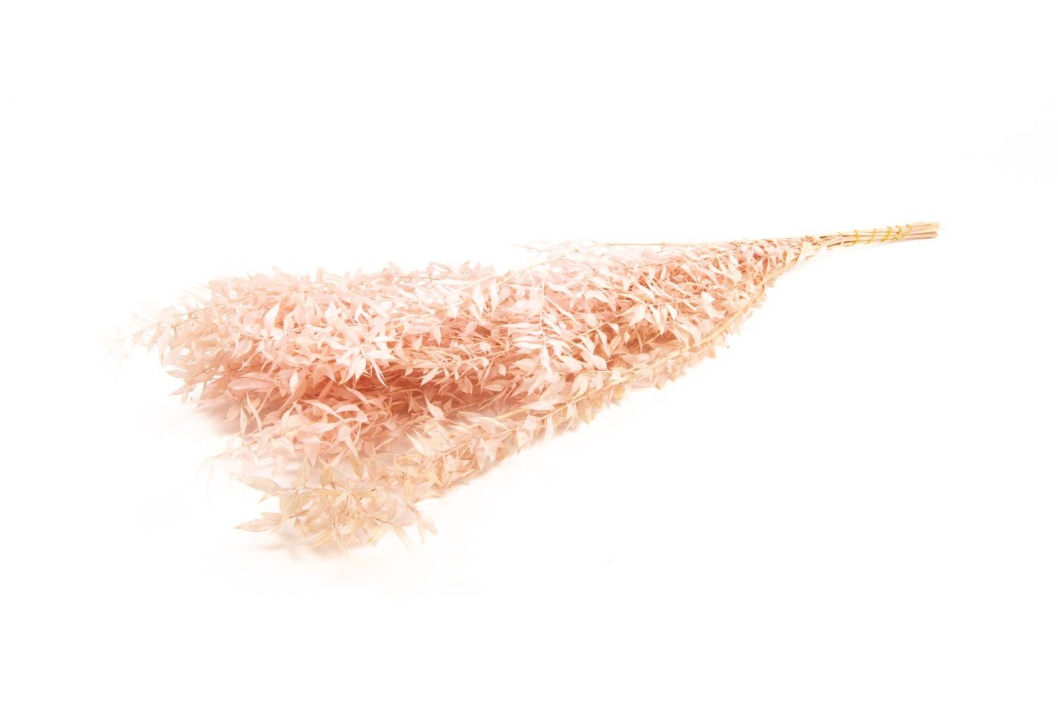 Trockenblume Ruscus Hellrosa, im Bund, Größe ca. 70-80cm Mäusedorn, NaDeco