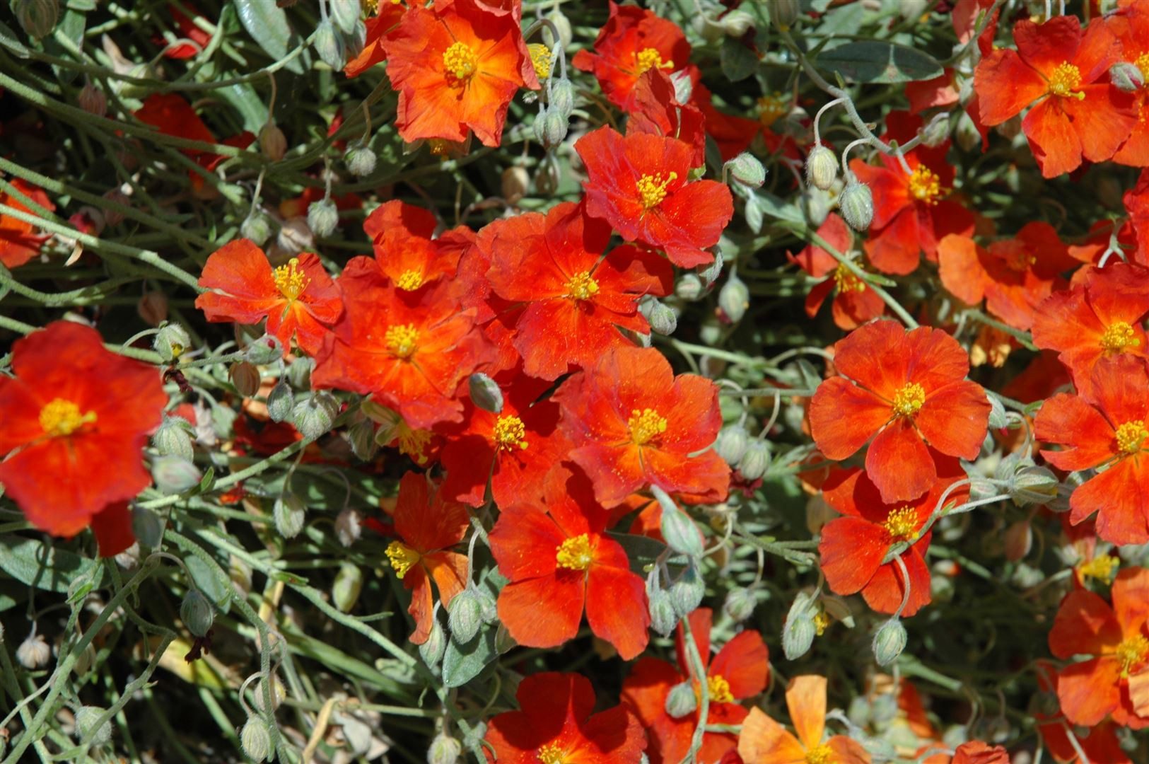 Pflanzen für Dich Staude Helianthemum cult. Fire Dragon, 1 St., Sonnenröschen, Sonnenwende
