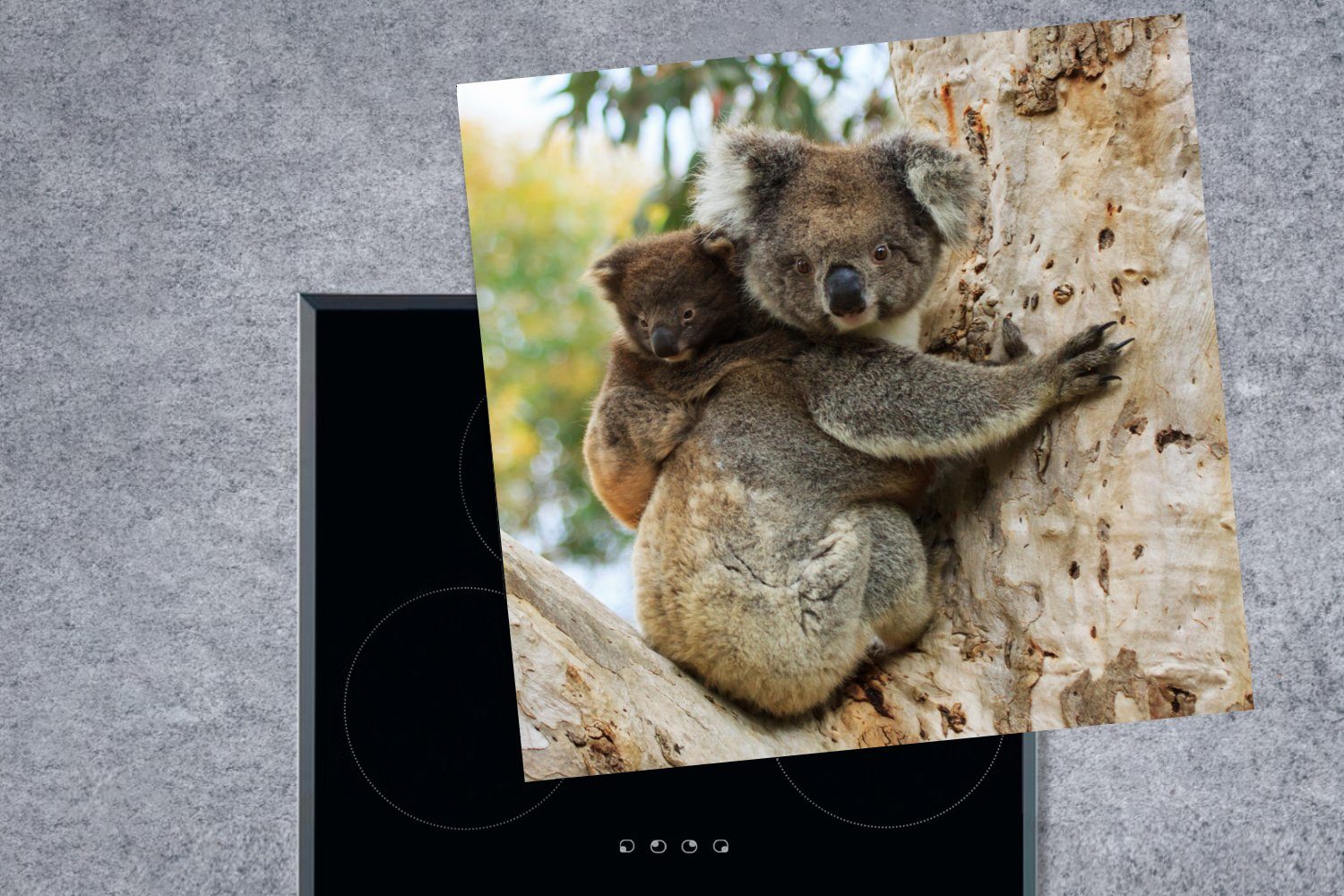 Ceranfeldabdeckung, - - Vinyl, Junge Mädchen, 78x78 Koalas tlg), Baum Herdblende-/Abdeckplatte - - küche Kind - für cm, MuchoWow Kinder Arbeitsplatte (1