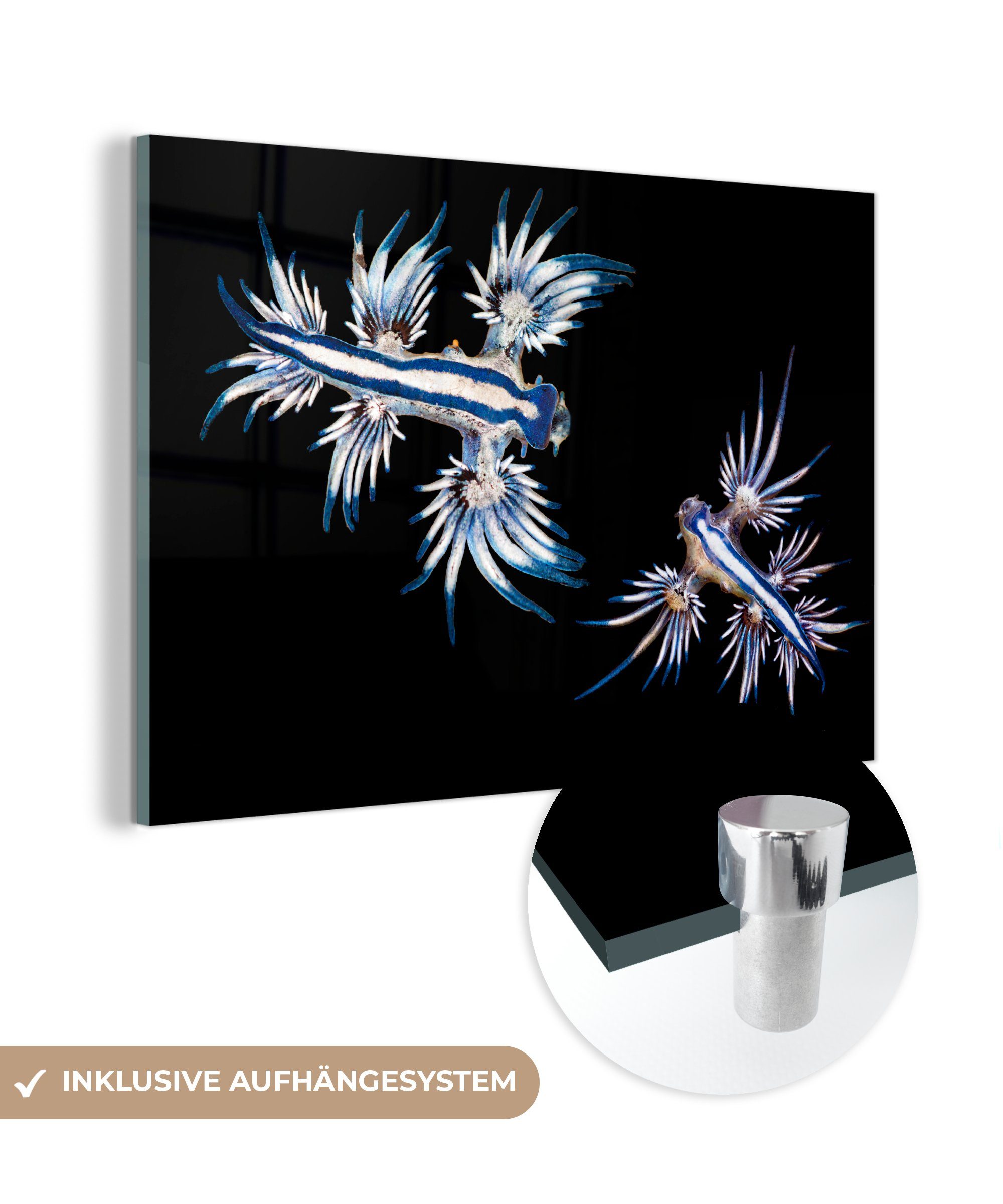 MuchoWow Acrylglasbild Glaucus atlanticus auf schwarzem Hintergrund, (1 St), Acrylglasbilder Wohnzimmer & Schlafzimmer