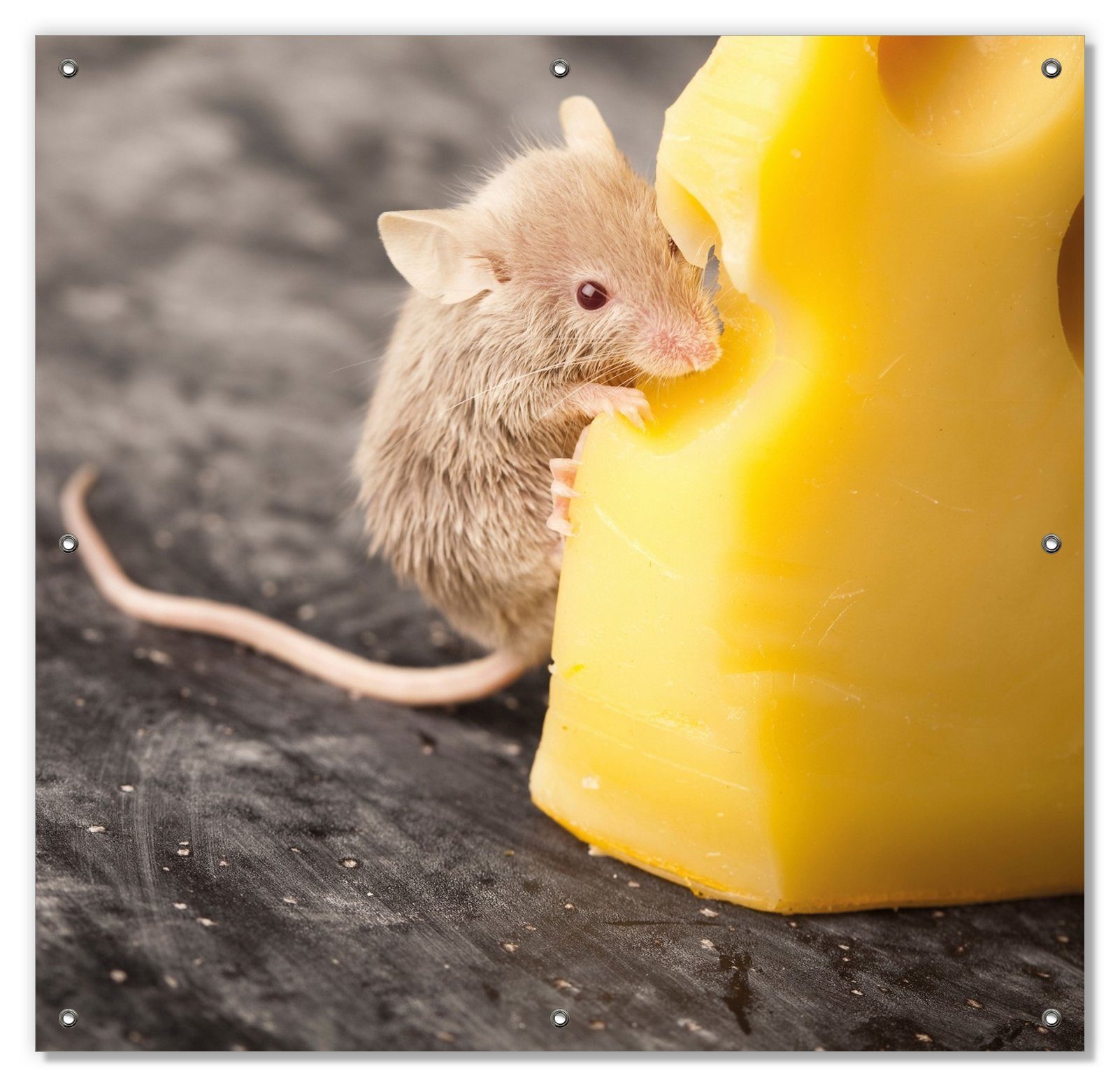 Sonnenschutz Süße Maus knabbert an einem Käse in der Küche, Wallario, blickdicht, mit Saugnäpfen, wiederablösbar und wiederverwendbar