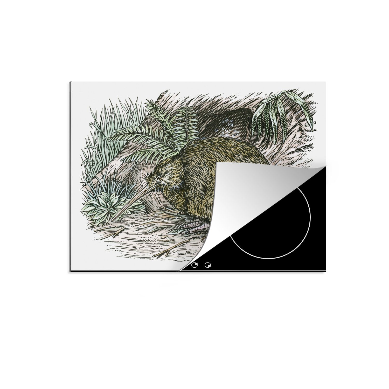 (1 nutzbar, cm, Gras Illustration Kiwi-Vögeln, 70x52 Vinyl, von liegenden Herdblende-/Abdeckplatte tlg), Mobile MuchoWow im Ceranfeldabdeckung Arbeitsfläche