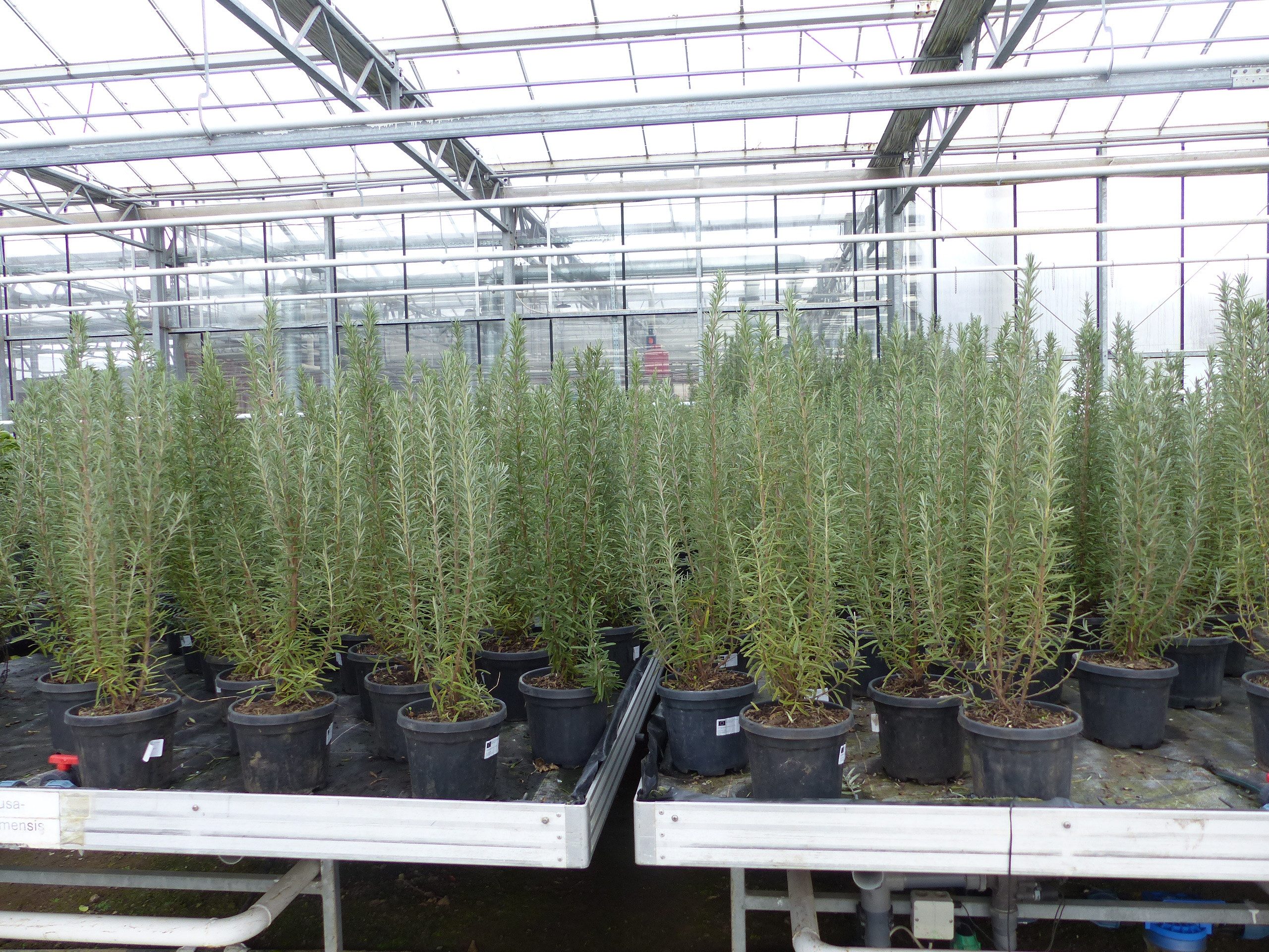 gruenwaren jakubik Gemüsepflanze echter Rosmarin Officinalis 50-60cm Höhe, XL Busch Ø 20-30 cm