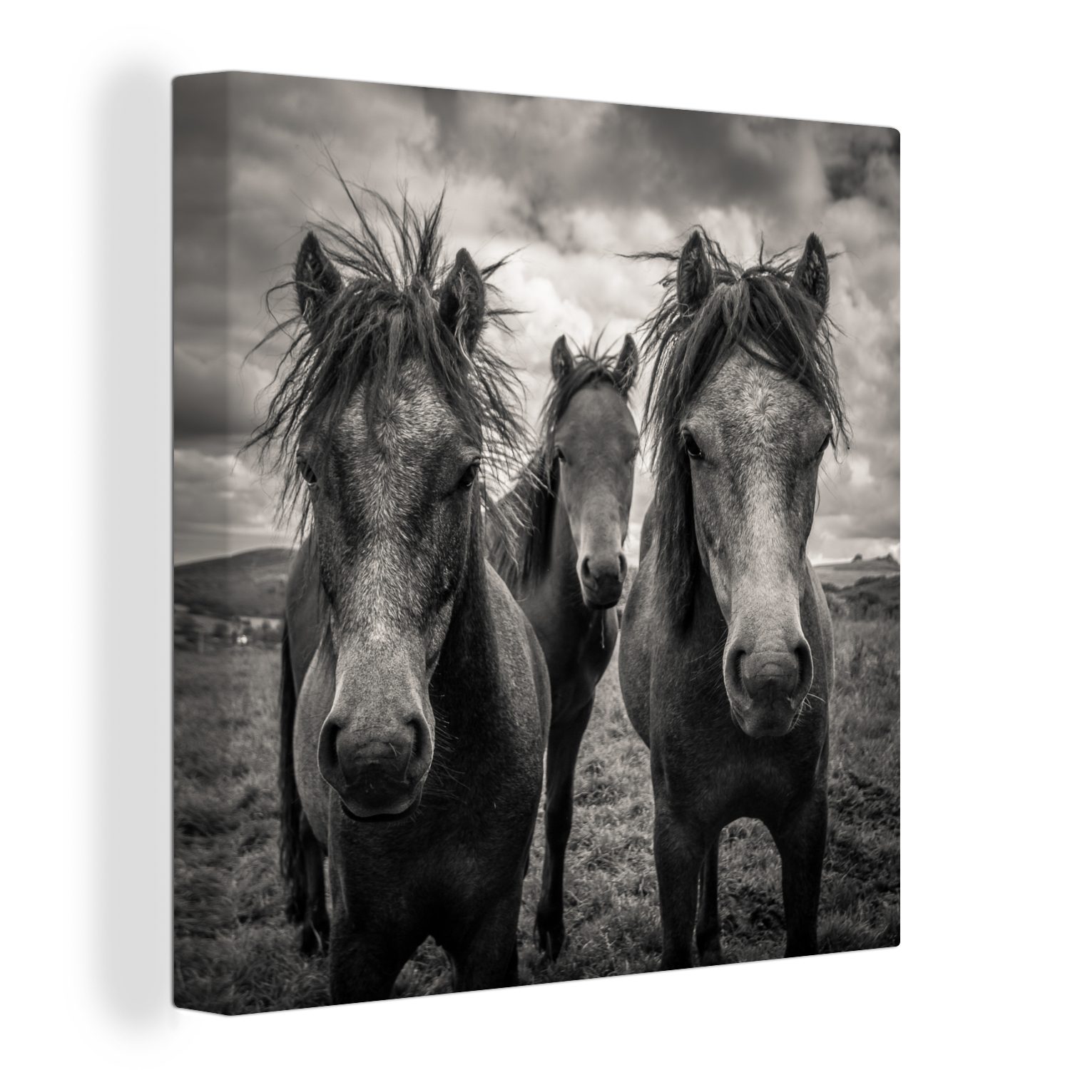 Bilder (1 für OneMillionCanvasses® Leinwand St), Dartmoor - Pferde Leinwandbild Schwarz Weiß, - Schlafzimmer Wohnzimmer -