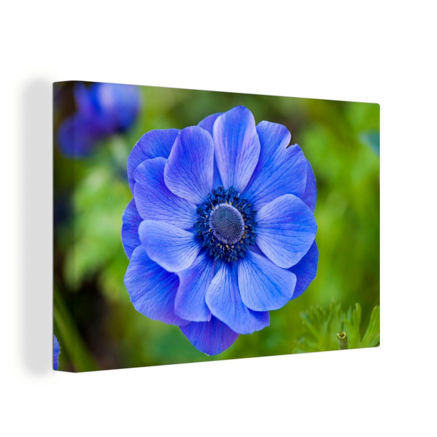 OneMillionCanvasses® Leinwandbild Blaue Anemone, (1 St), Wandbild Leinwandbilder, Aufhängefertig, Wanddeko, 30x20 cm