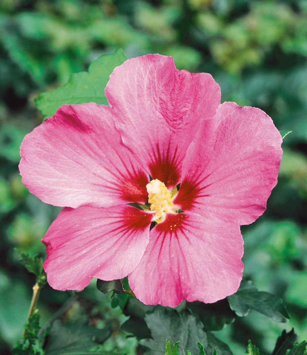 BALDUR Garten Hecken Hibiskus-Hecke, 50 St., Roseneibisch, blickdicht,winterhart, mehrjährig, pflegeleicht – Bild 3 von 5
