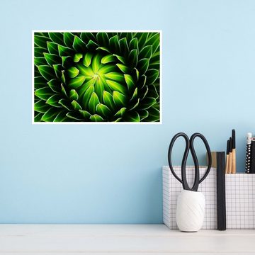 wandmotiv24 Poster Pflanze, Kaktus, grün, Natur (1 St), Wandbild, Wanddeko, Poster in versch. Größen