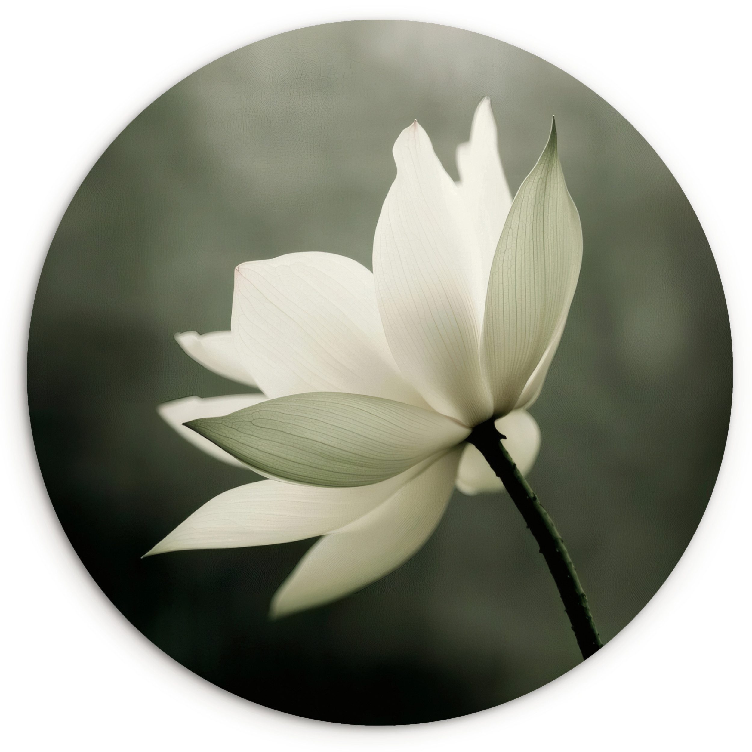 MuchoWow Gemälde Weiß - Lotus - Dunkel - Blume, Fotodruck (1 St), Kreis Wanddekoration, Rundes Wandbild, 30x30 cm
