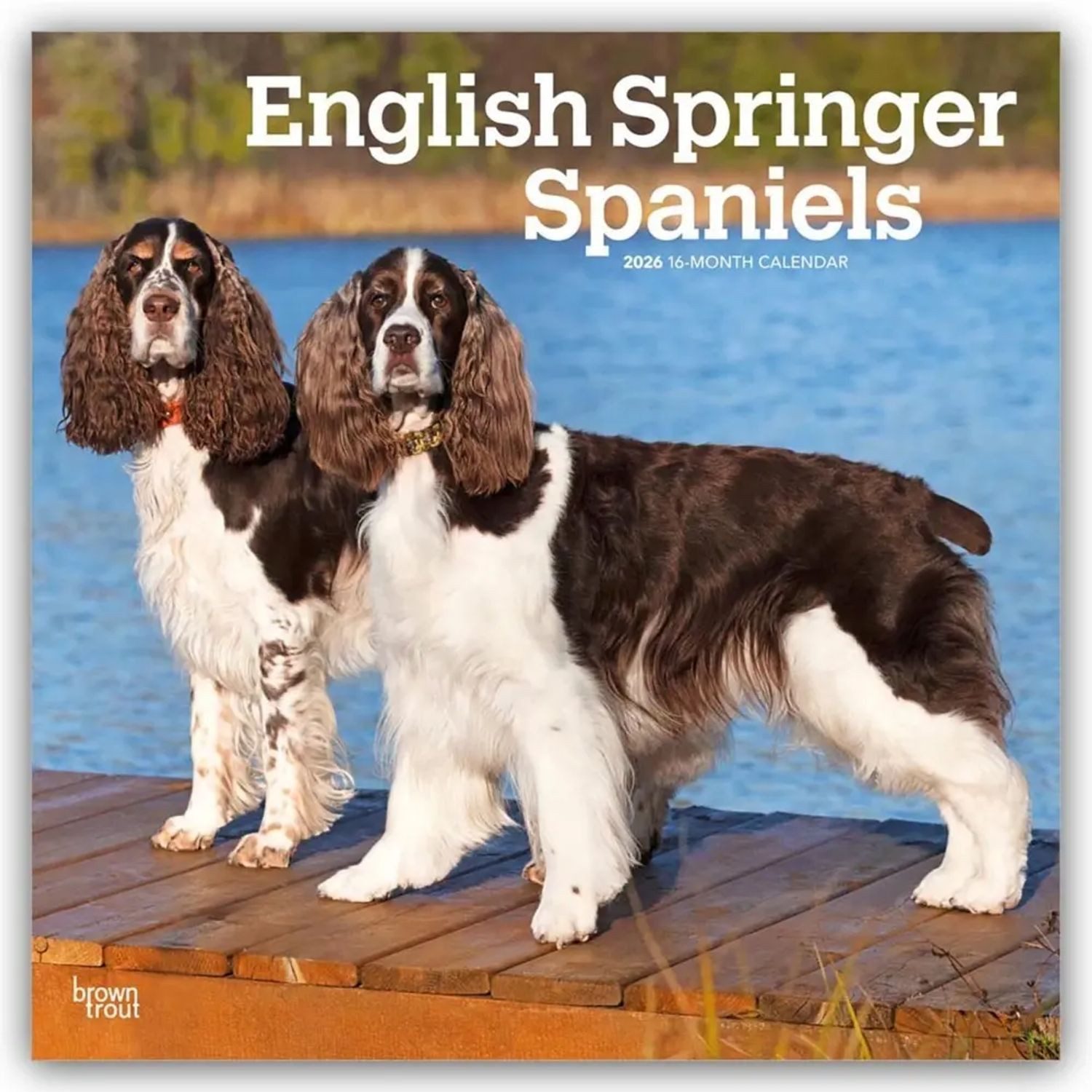 Wandkalender English Springer Spaniels 2026 - 16-Monatskalender