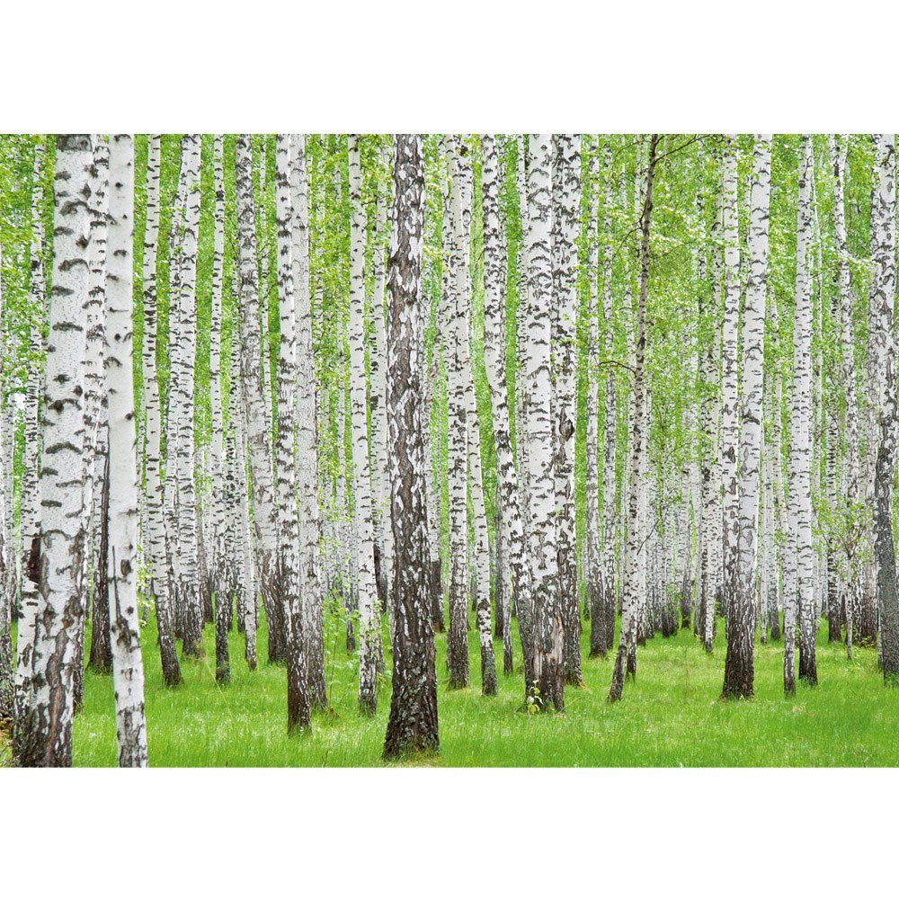 liwwing Fototapete 433, Bäume liwwing Natur Fototapete weiß Wald grün Birke Wald no