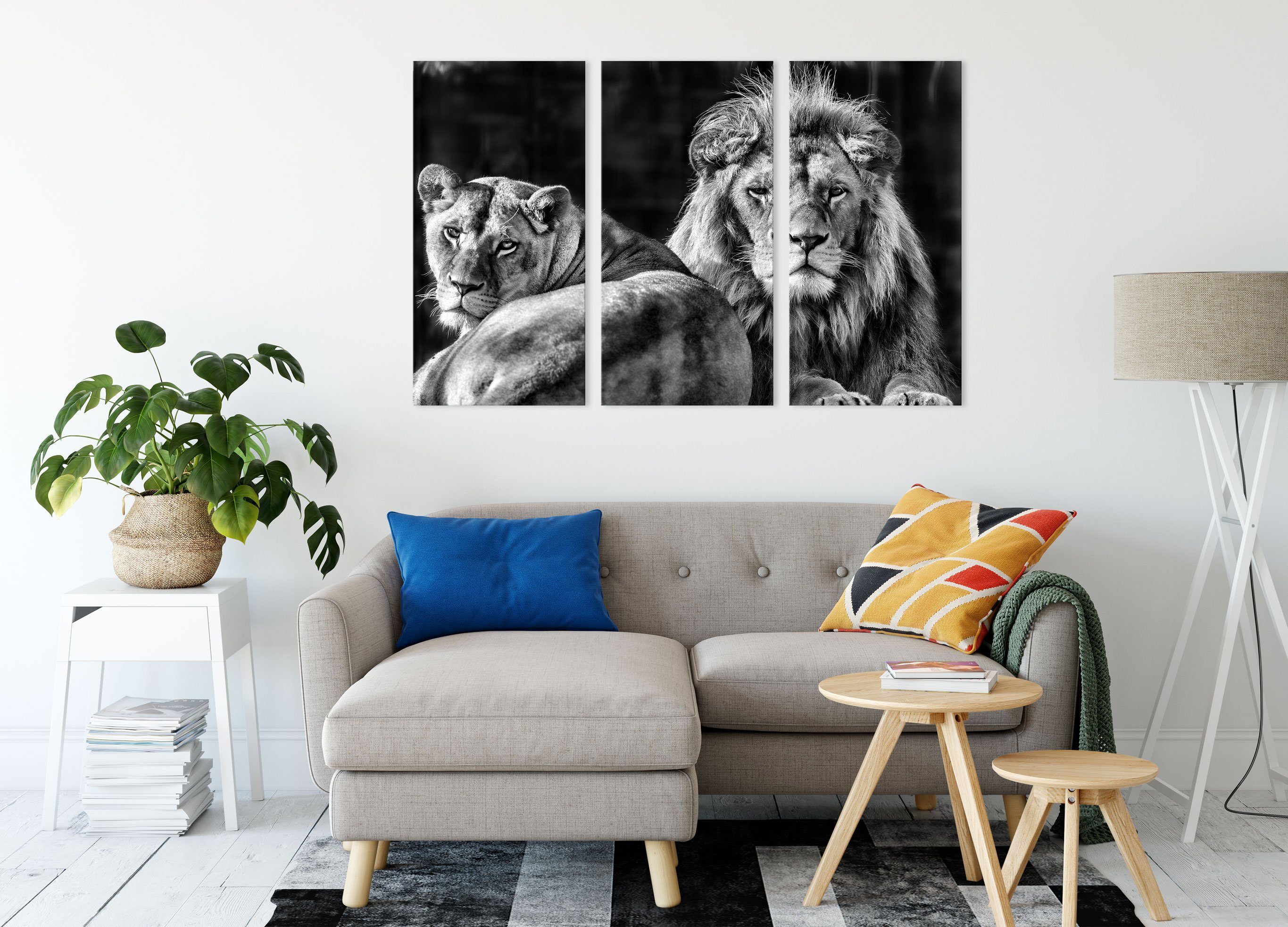 schönes Löwenpaar, inkl. Leinwandbild St), schönes fertig 3Teiler bespannt, (120x80cm) Pixxprint (1 Löwenpaar Zackenaufhänger Leinwandbild