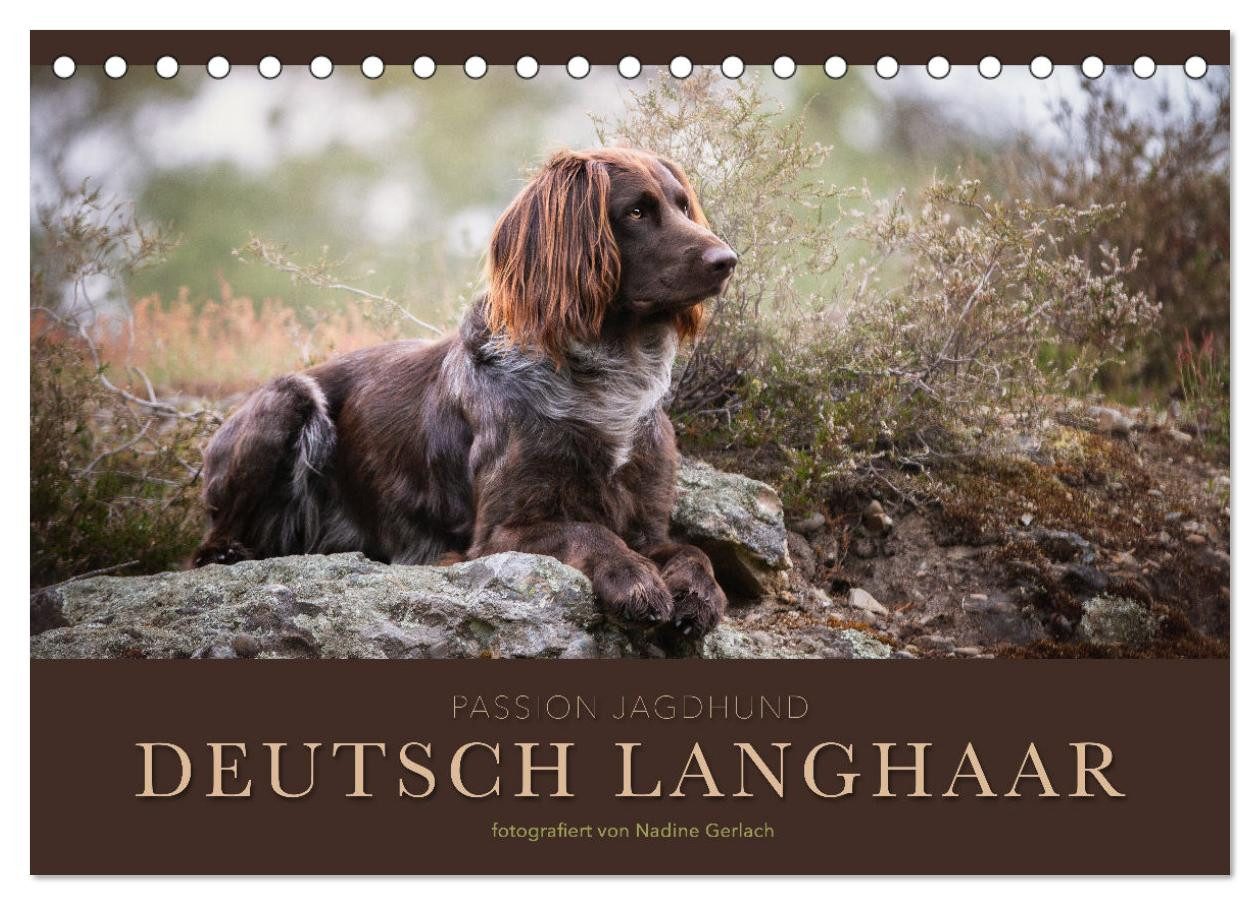CALVENDO Wandkalender Passion Jagdhund - Deutsch Langhaar (Tischkalender 2027 DIN A5 quer)