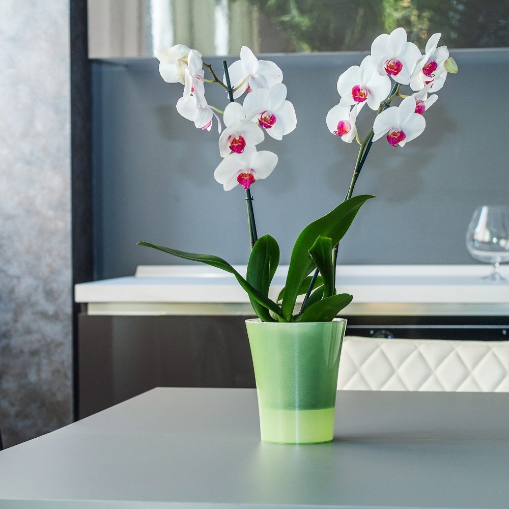 Happy plants Blumentopf Arte-Dea Selbstbewässerungstöpfe - günstig online kaufen