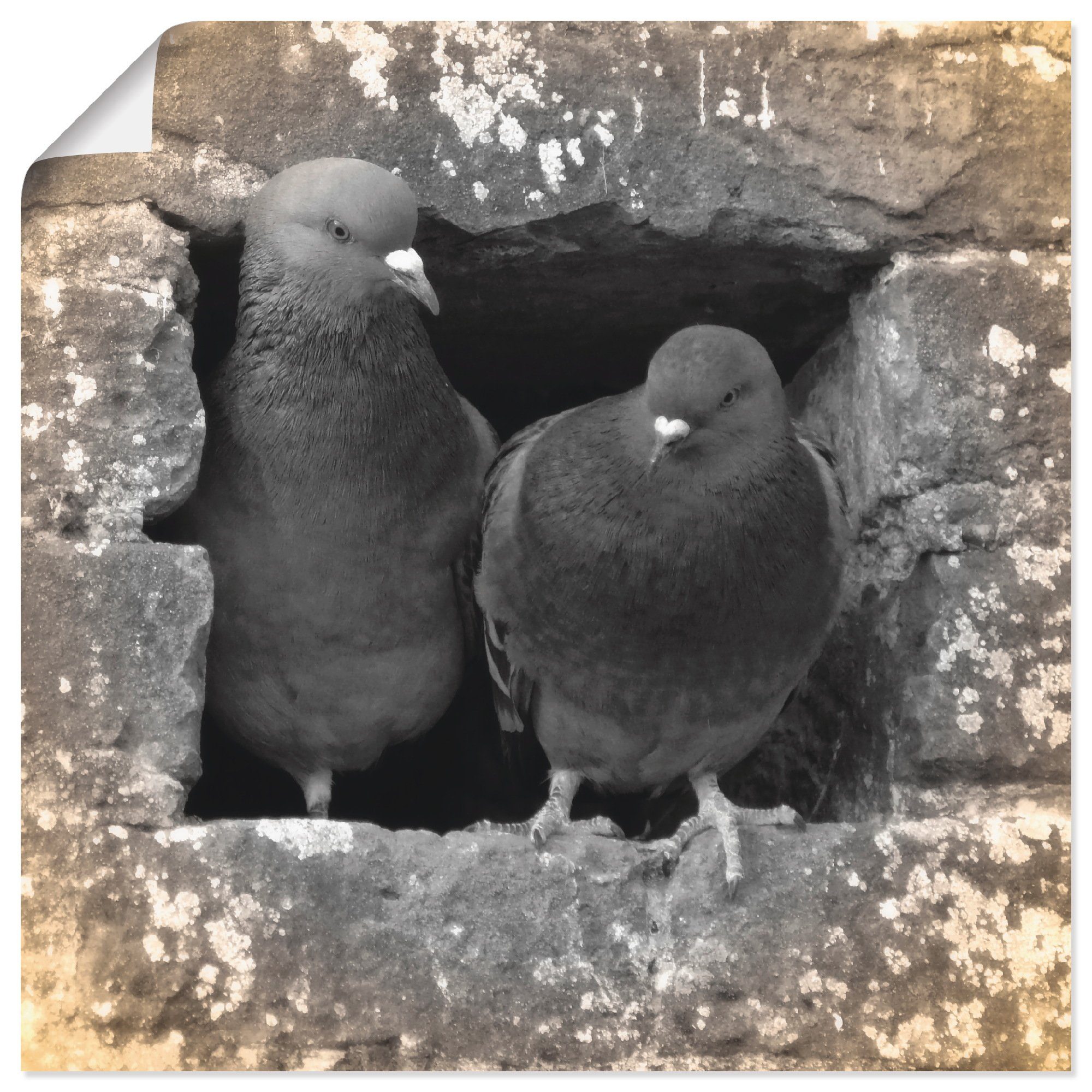 Artland Wandbild Tauben Liebe, Vögel Größen Poster St), als Wandaufkleber in versch. Alubild, (1 oder Leinwandbild