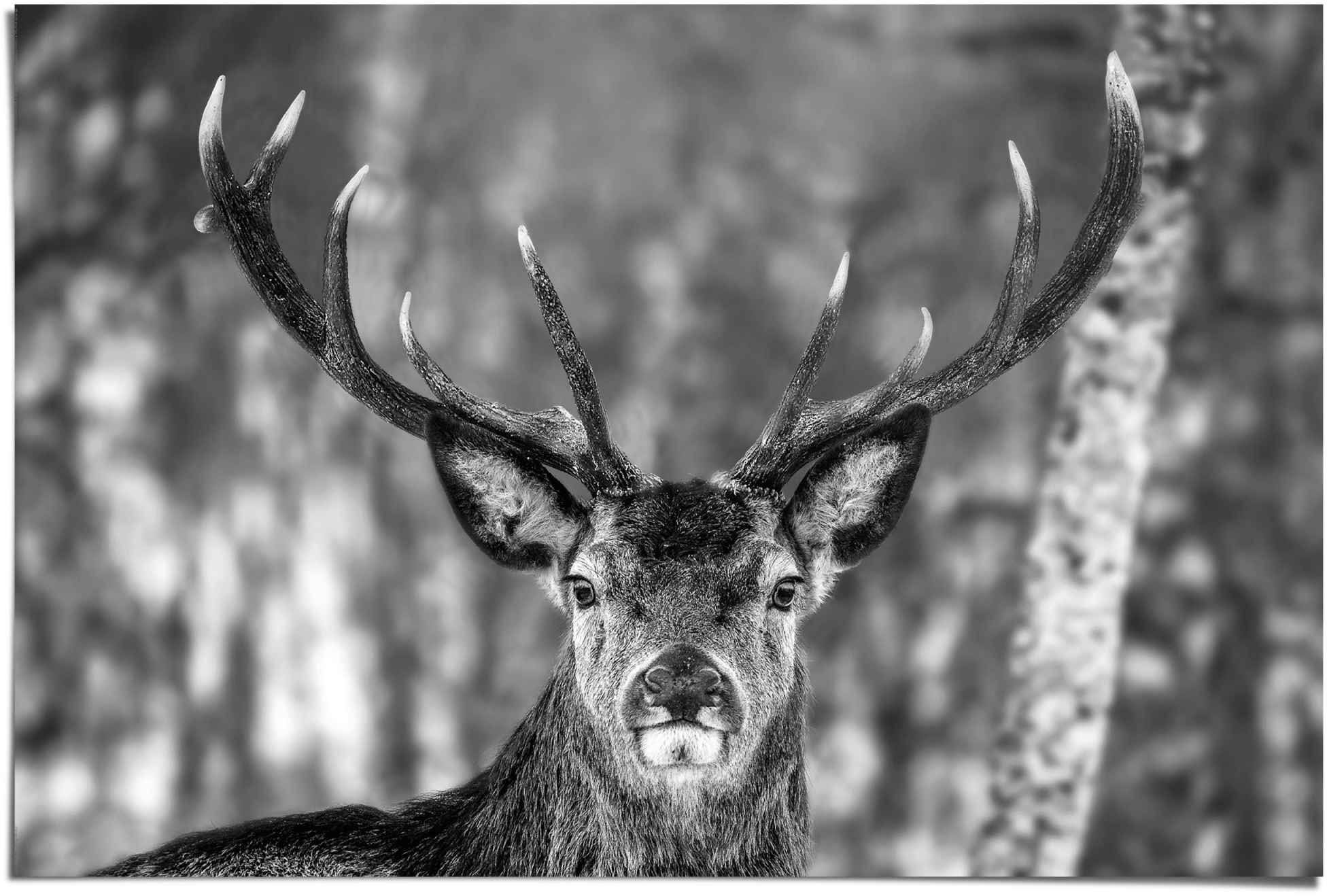 Reinders! Poster Hirsch im St) Winter, (1