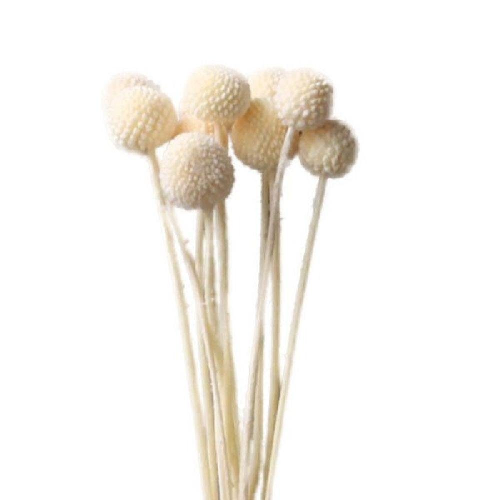 Künstliche Zimmerpflanze getrocknete Pflanzen Golden Ball Weiß (ca.10 Stiele), Cooee Design | Kunstpflanzen