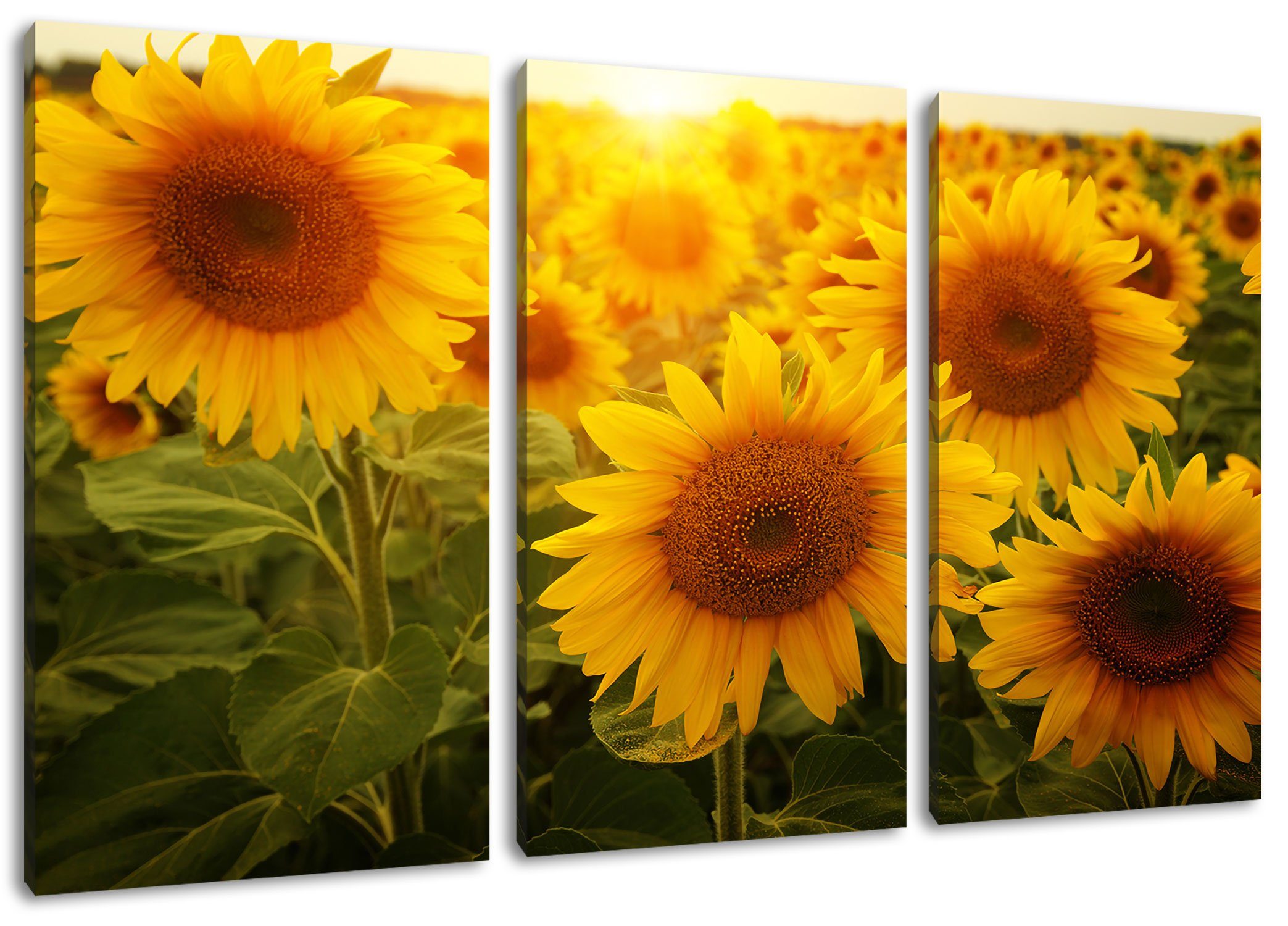 (120x80cm) dem Feld Pixxprint St), auf Feld, fertig Leinwandbild 3Teiler auf dem bespannt, inkl. Sonnenblumen (1 Zackenaufhänger Sonnenblumen Leinwandbild