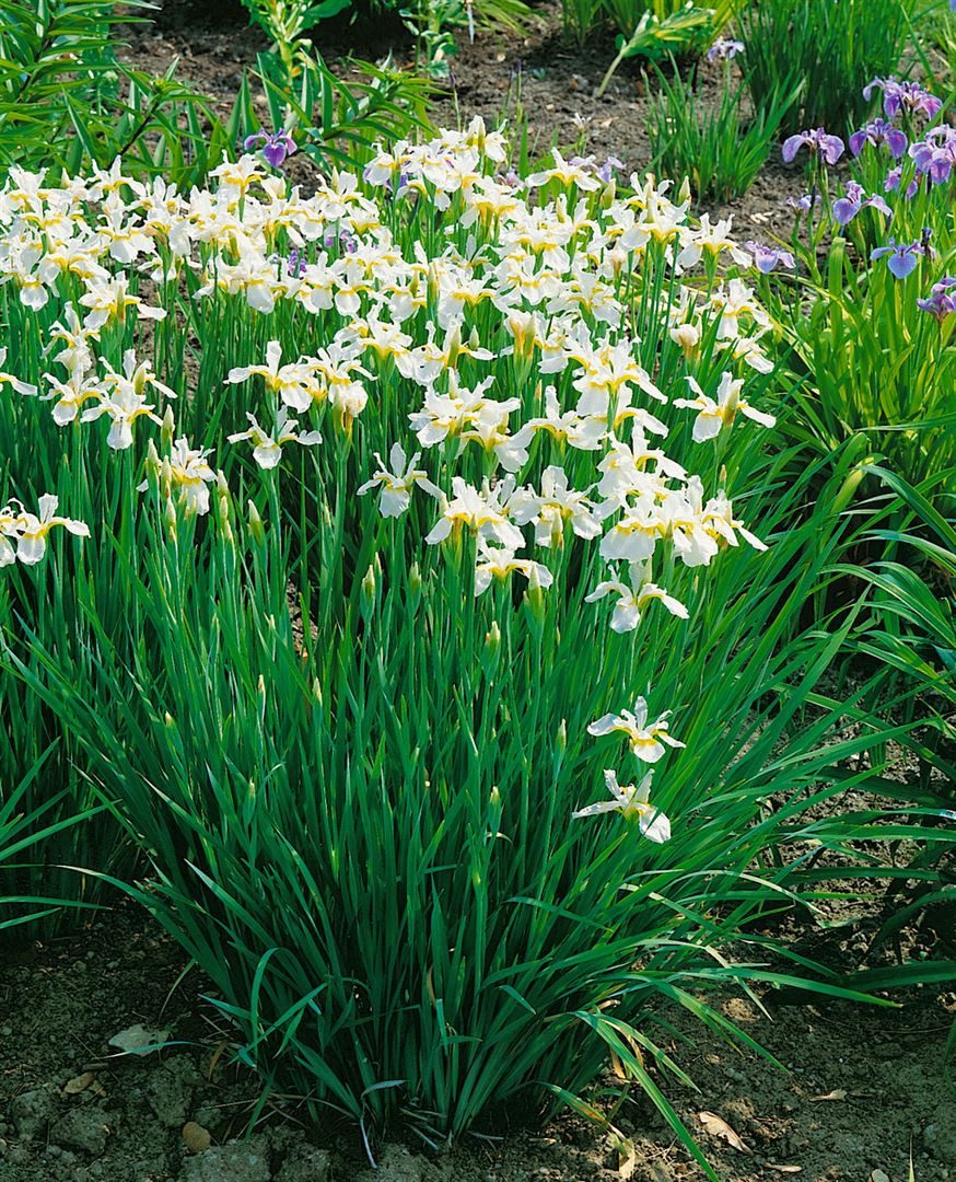 Pflanzen für Dich Staude Iris sibirica Snow Queen, 1 St., Sibirische Schwertlilie