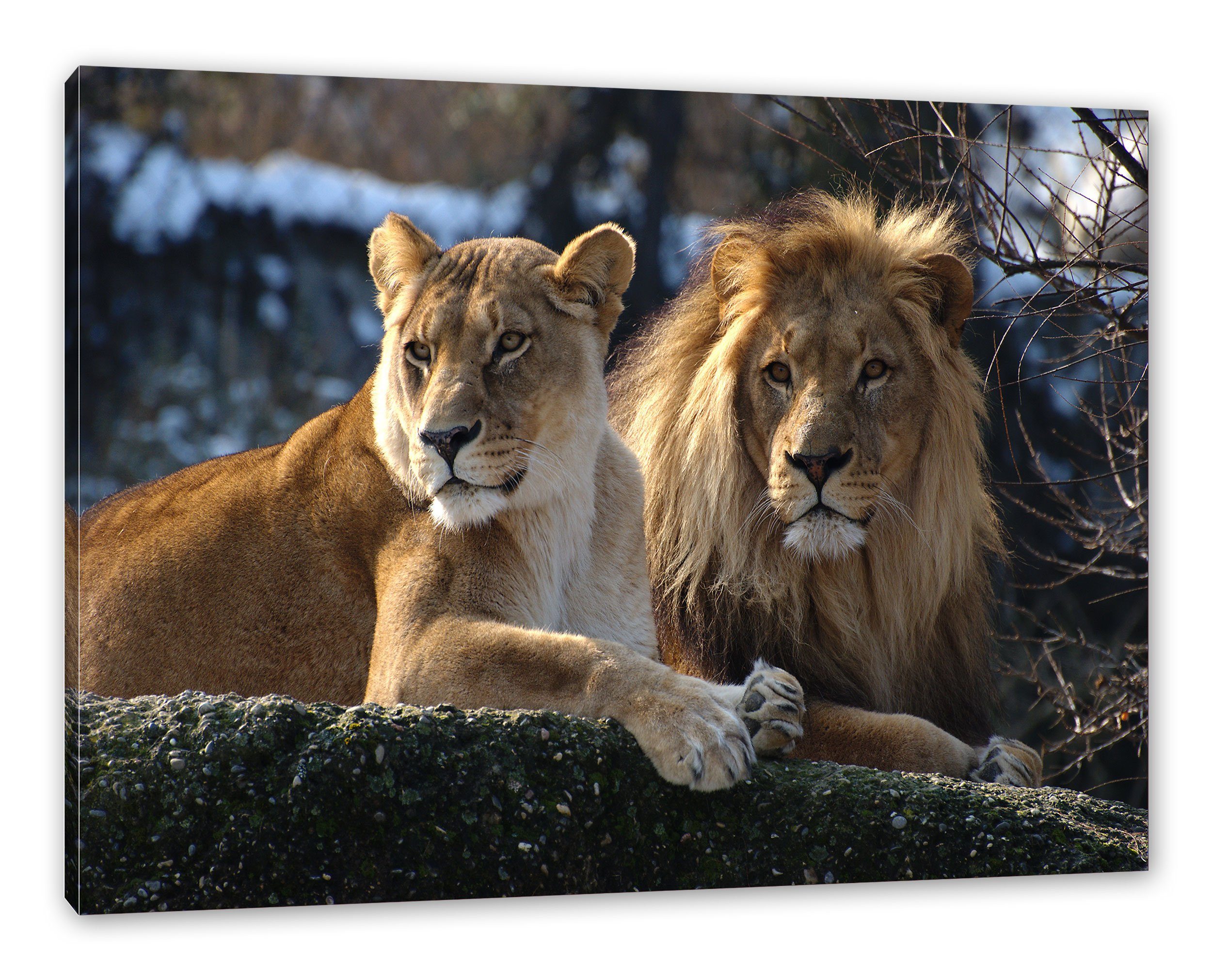 Pixxprint Leinwandbild interessiertes Löwenpaar, Zackenaufhänger inkl. bespannt, St), interessiertes Löwenpaar Leinwandbild (1 fertig