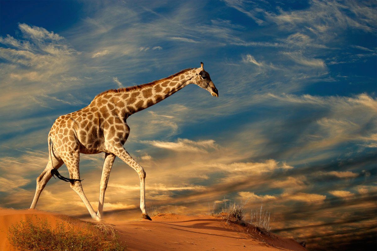 Fototapete Papermoon Giraffe