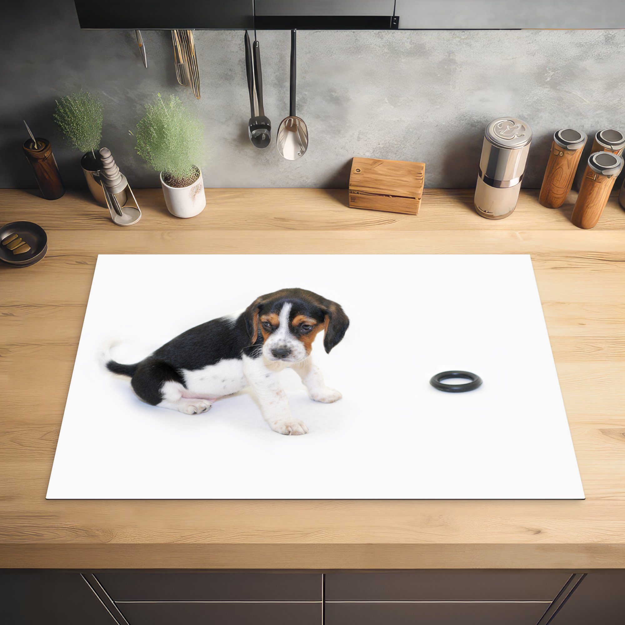 MuchoWow Herdblende-/Abdeckplatte Dreifarbiger Beagle-Welpe küche, Hintergrund, auf weißem Vinyl, 81x52 (1 tlg), für die cm, Ceranfeldabdeckung Induktionskochfeld Schutz