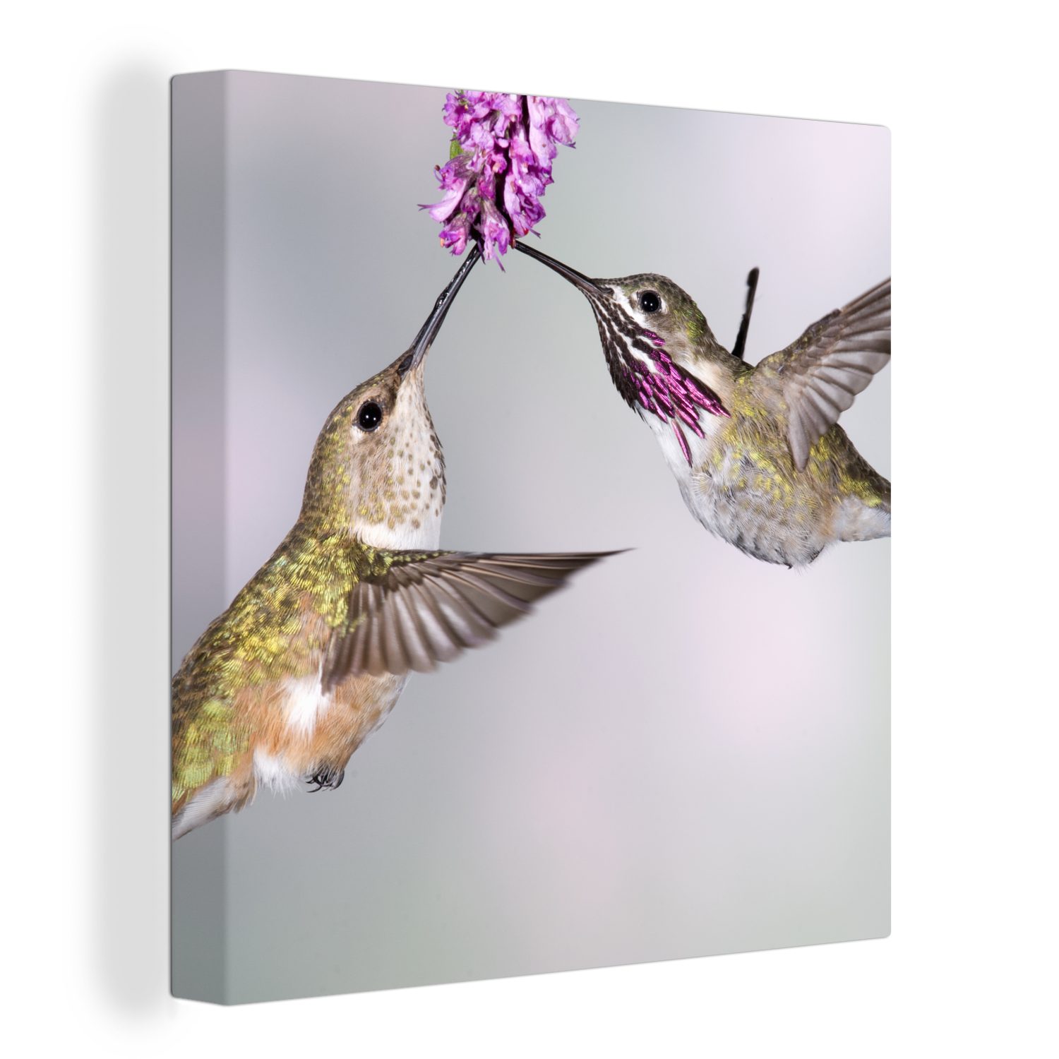 OneMillionCanvasses® Leinwandbild Kolibri - Blume - Rosa, (1 St), Leinwand Bilder für Wohnzimmer Schlafzimmer