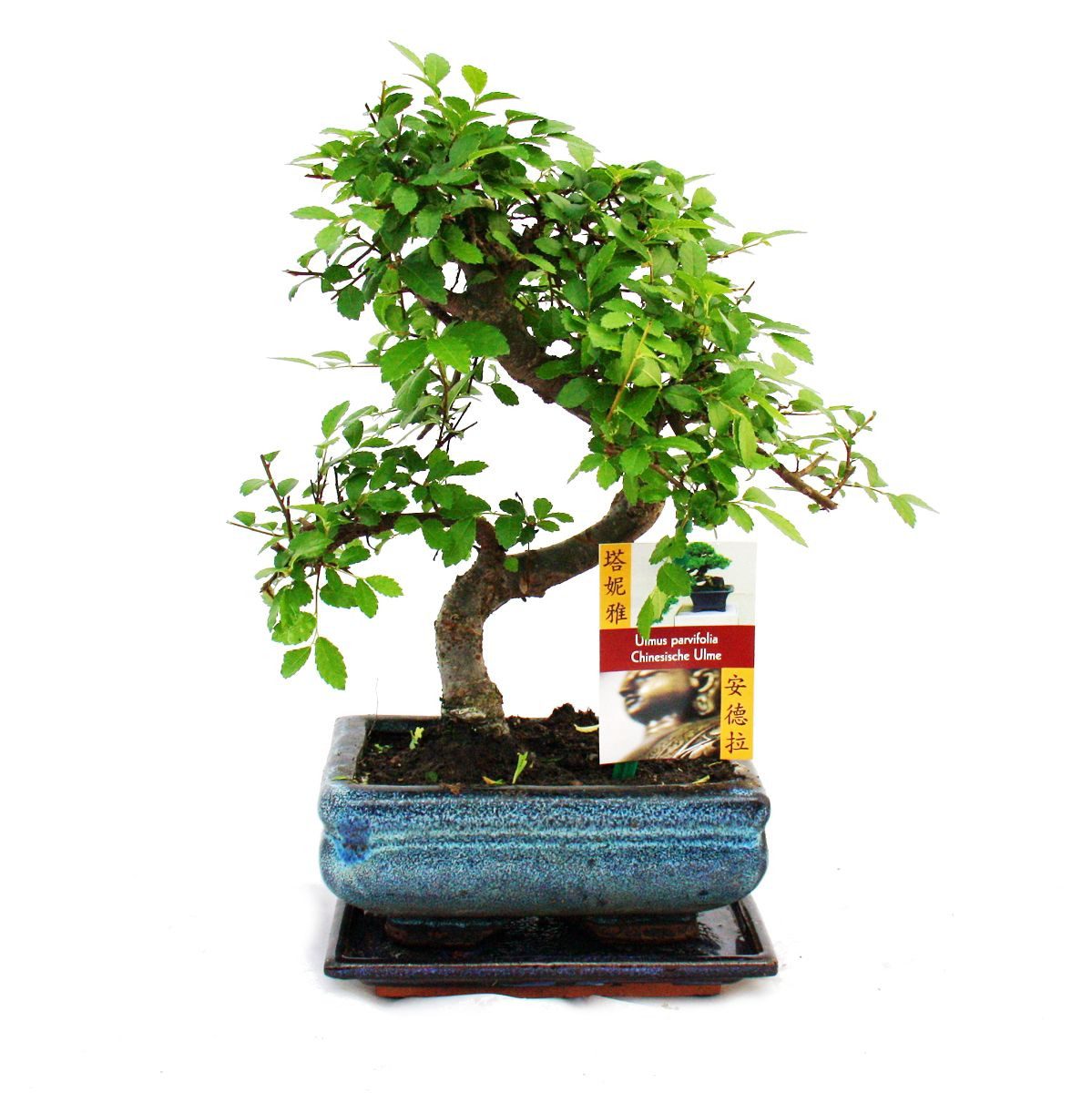 Exotenherz Zimmerpflanze Bonsai Chinesische Ulme - Ulmus parviflora - ca. 6 Jahre