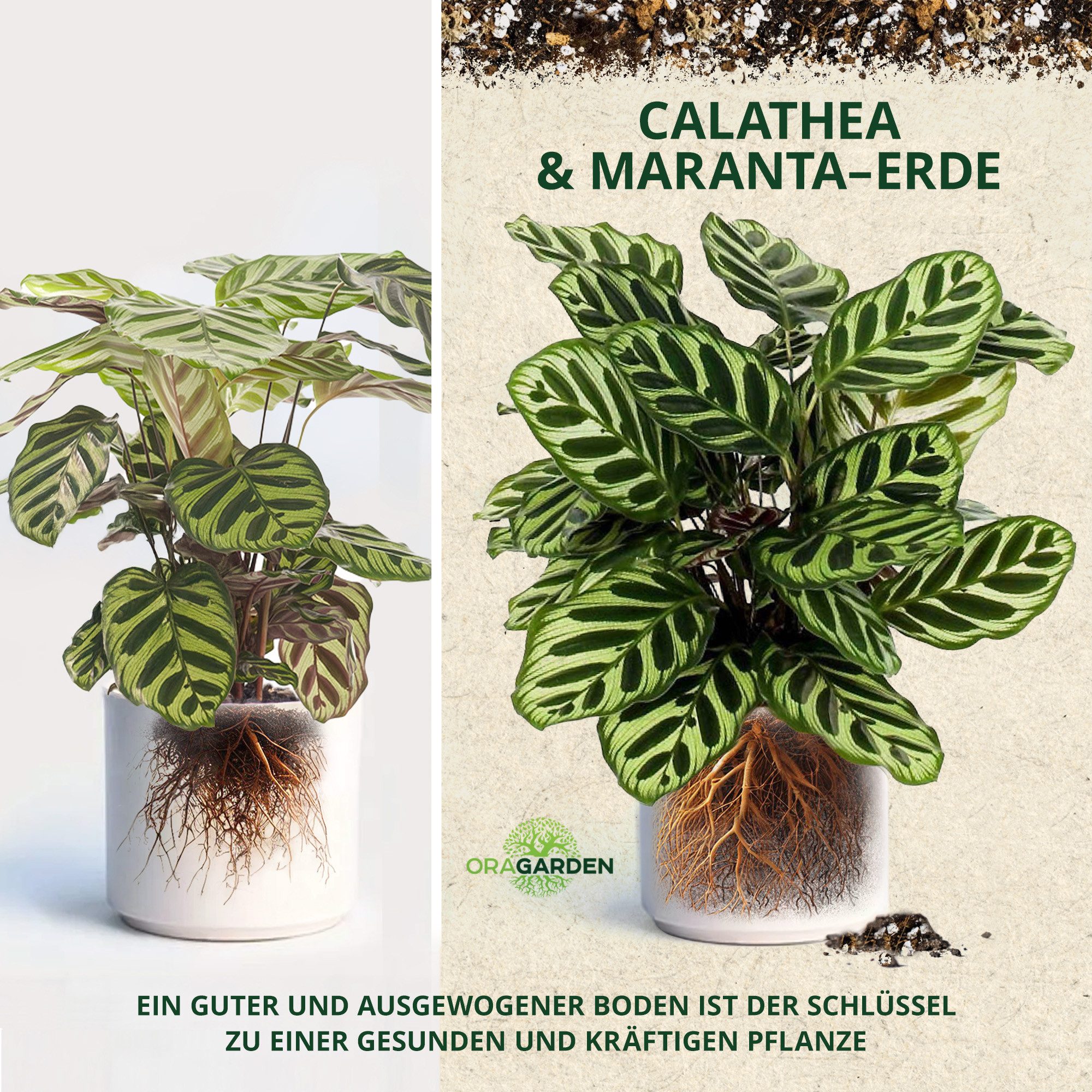 OraGarden Gartenbau-Substrat Calathea & Maranta Erde, mit Wurmhumus – Bild 3 von 5